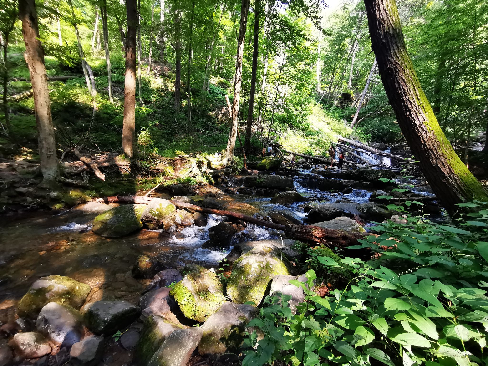 Sunlit forest stream flowing over mossy rocks and fallen logs. - Dunnfield Creek Trail loop from Delaware Water Gap
