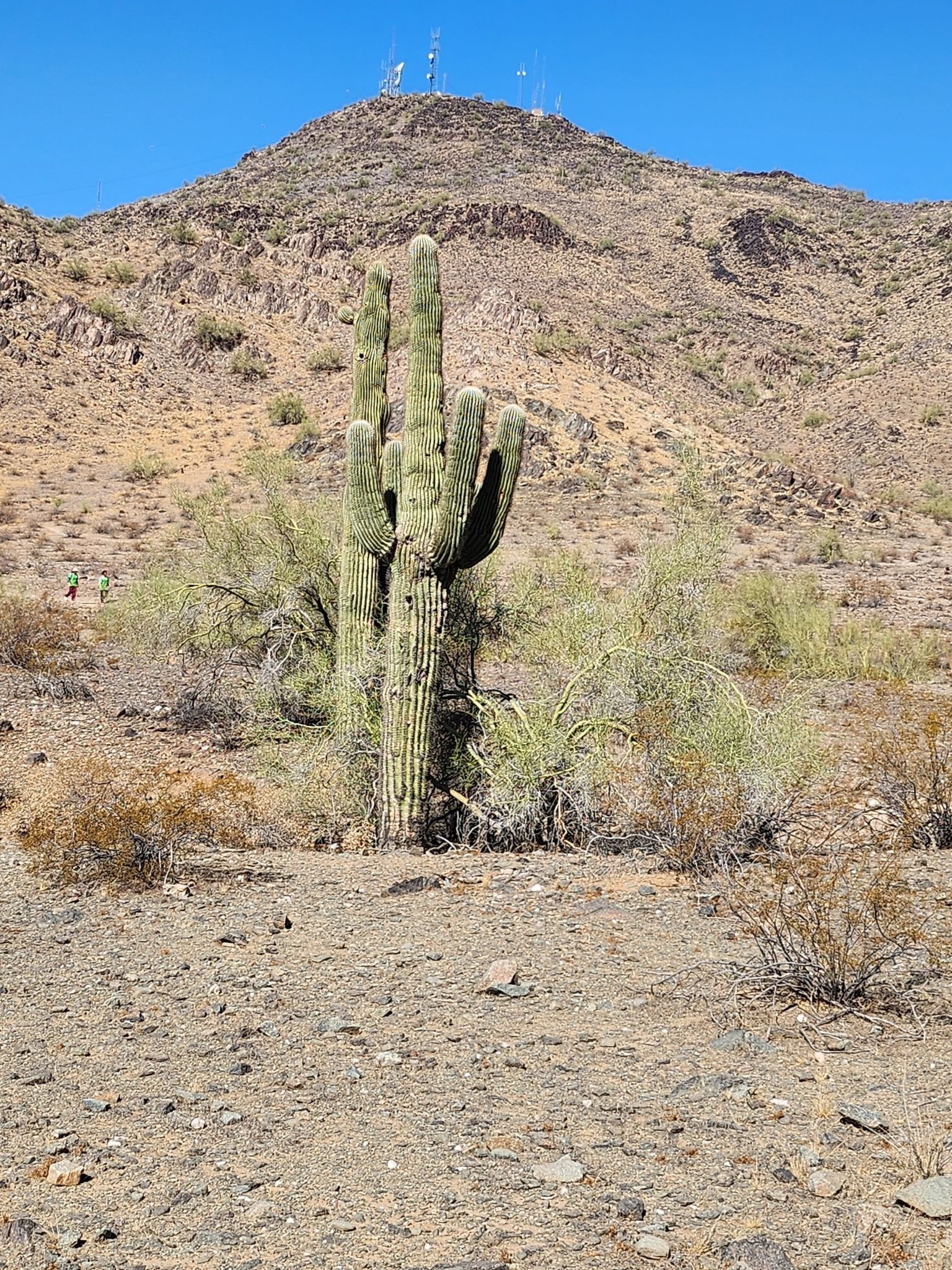 Large saguaro cactus in a rocky desert landscape with a mountain and clear blue sky. - Charles M. Christiansen Trail 100 and Shaw Butte Trail 306 Loop