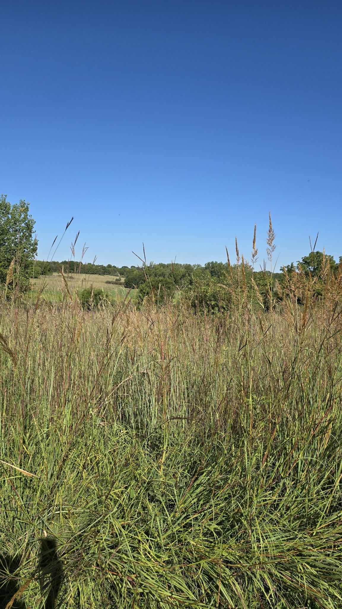 Tall golden grass in a field under a clear blue sky. - Wehrspann Lake – Chalco Hills Recreation Area loop from Chalco