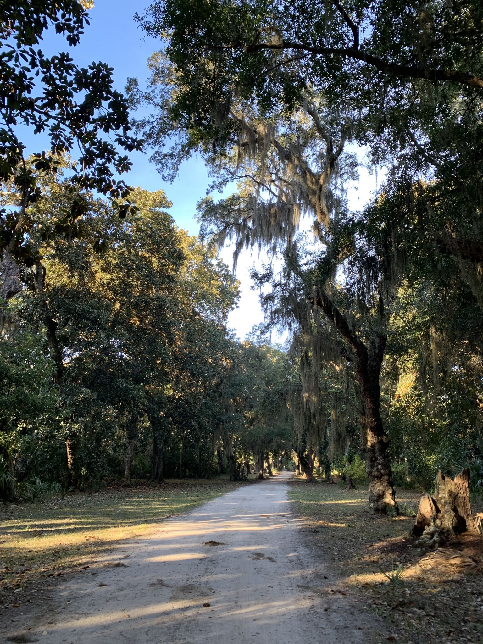 Sunny dirt path through a forest with trees draped in Spanish moss. - Dungeness Loop Trail