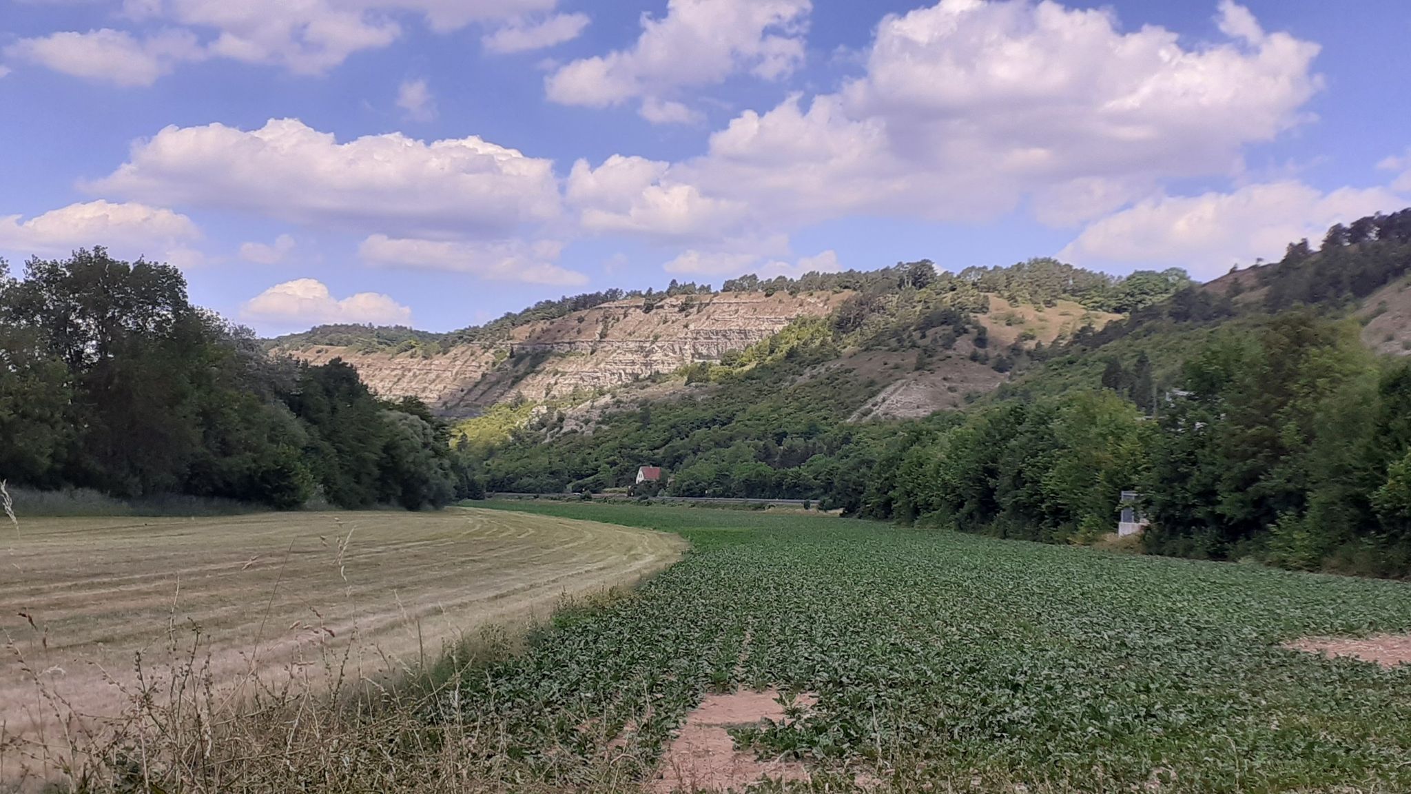 Edelweis bei Karlstadt