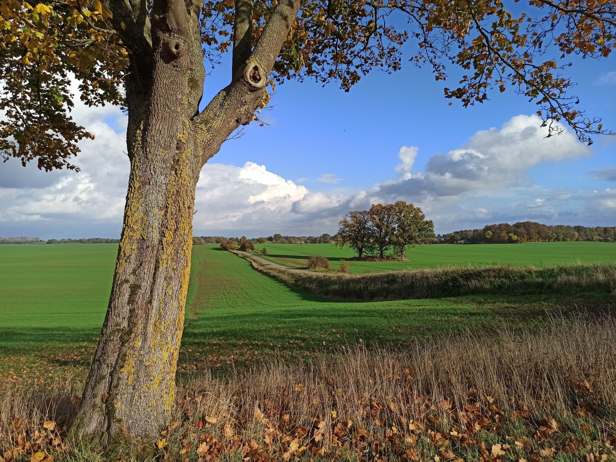Blick zum Boizenburger Weg