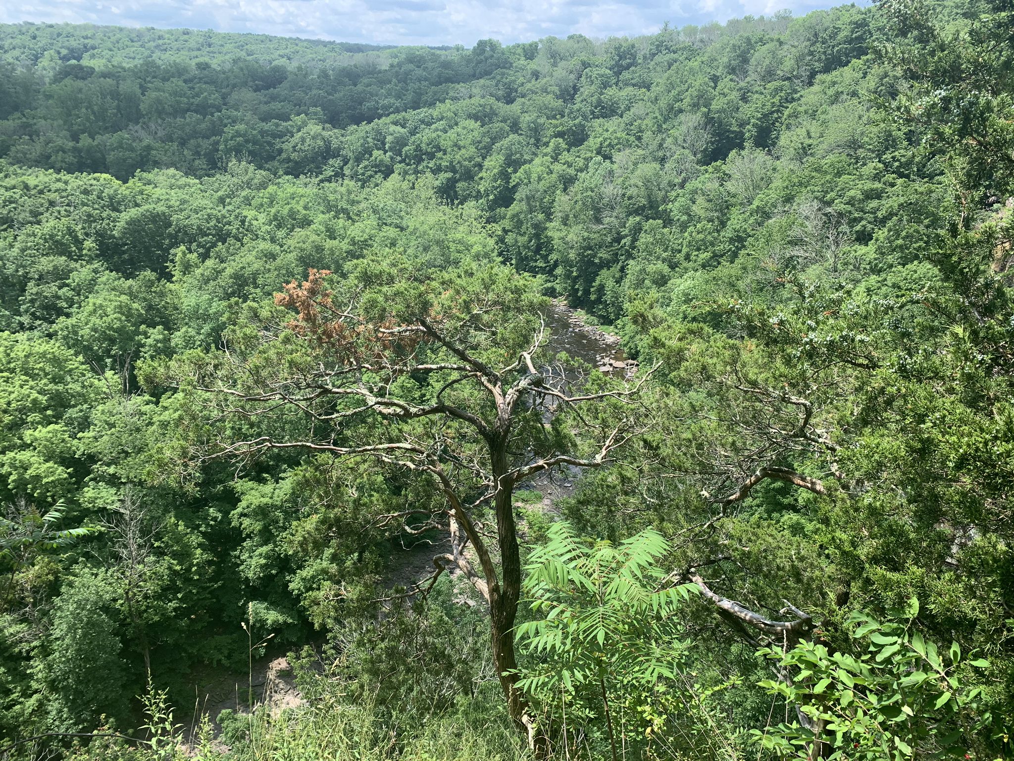 A gnarled tree overlooks a vast, verdant forest under a bright sky. - View of Tohickon Creek loop from High Rocks Vista