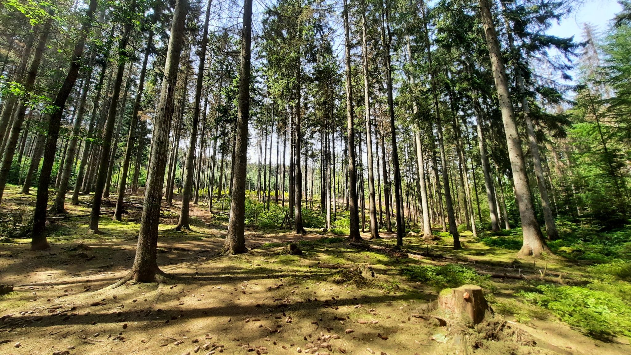 Schwarzwälder Hochwald