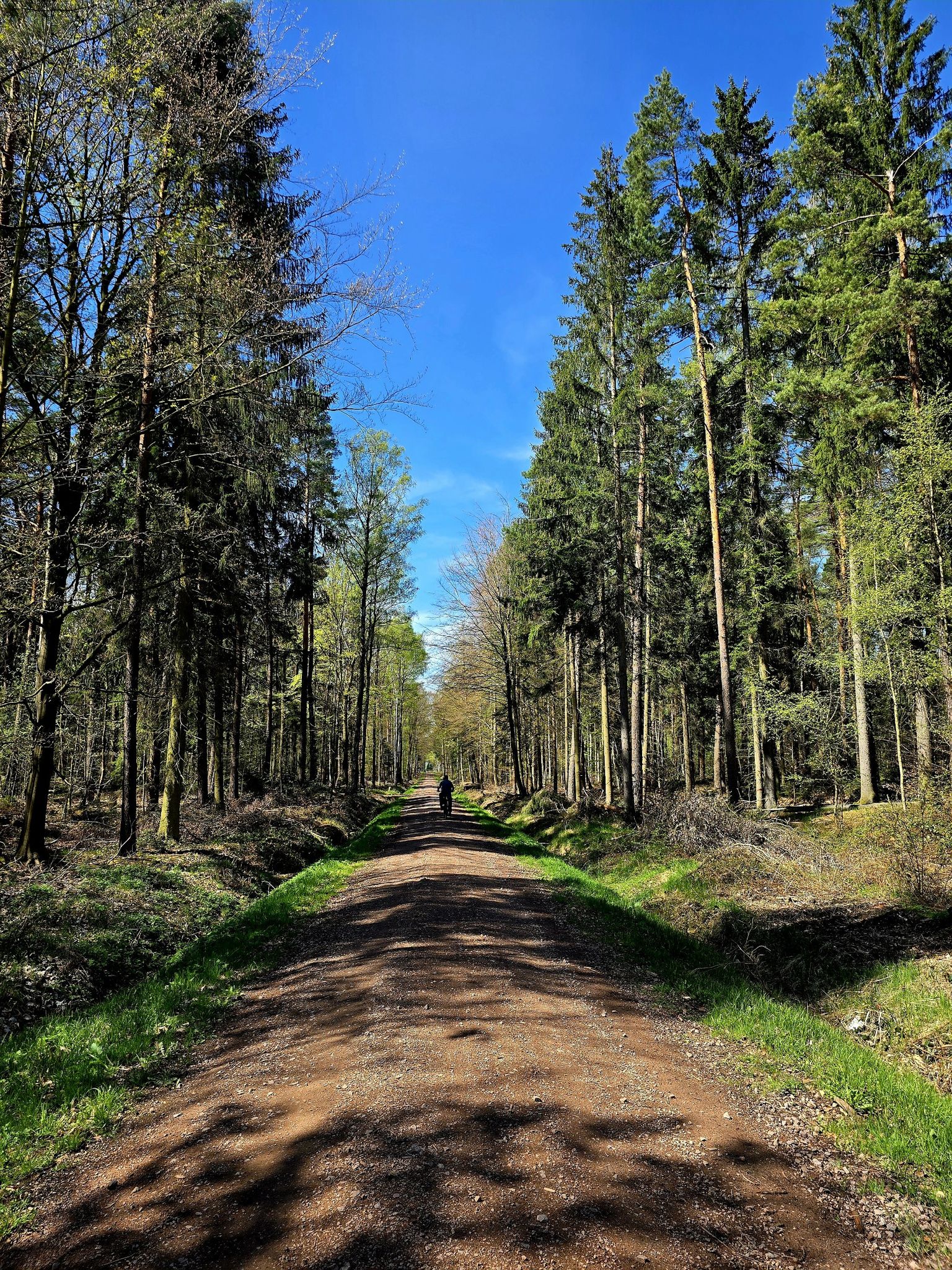 schnurgerade Waldwege