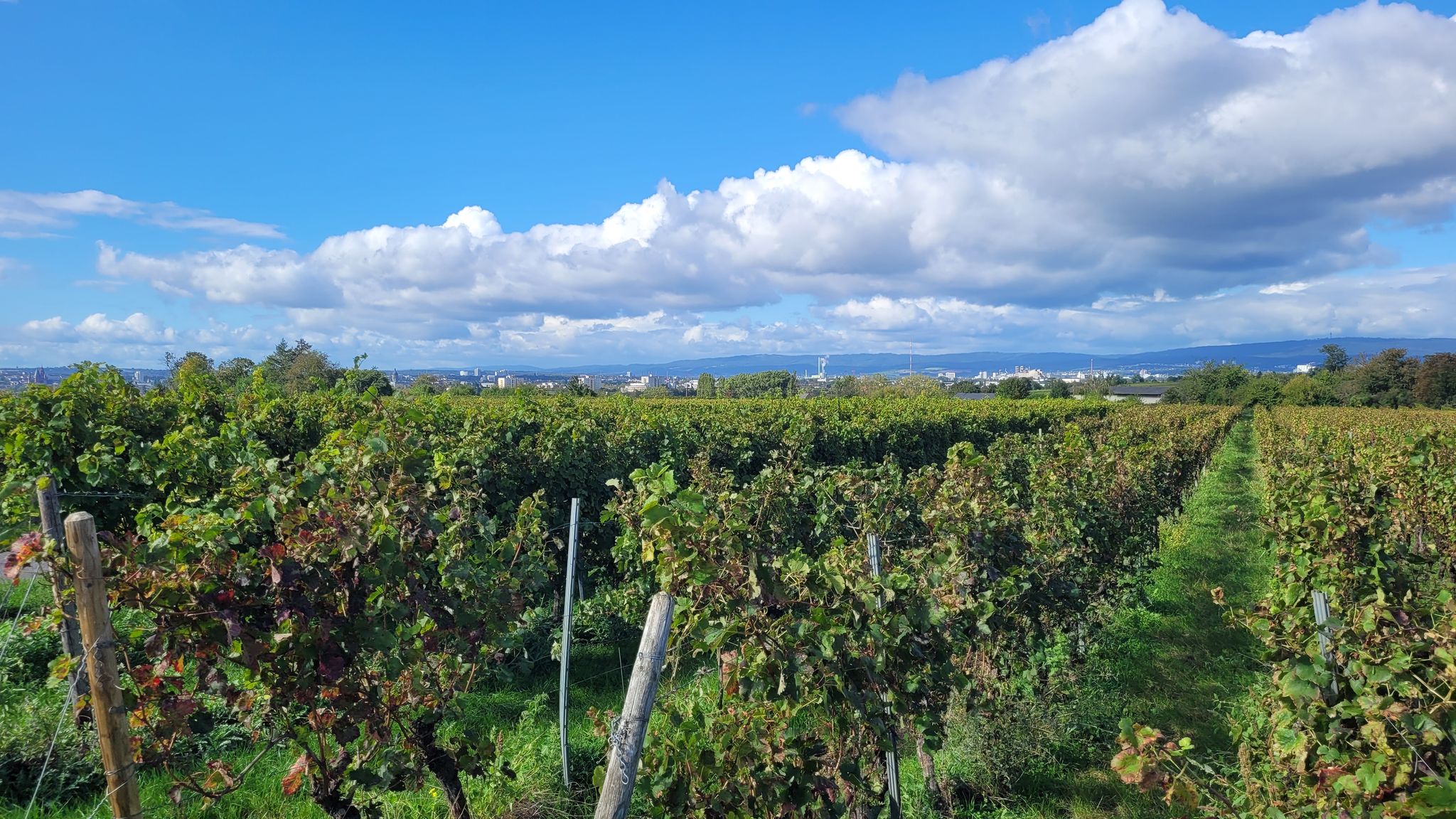 Blick Richtung Mainz / Wiesbaden