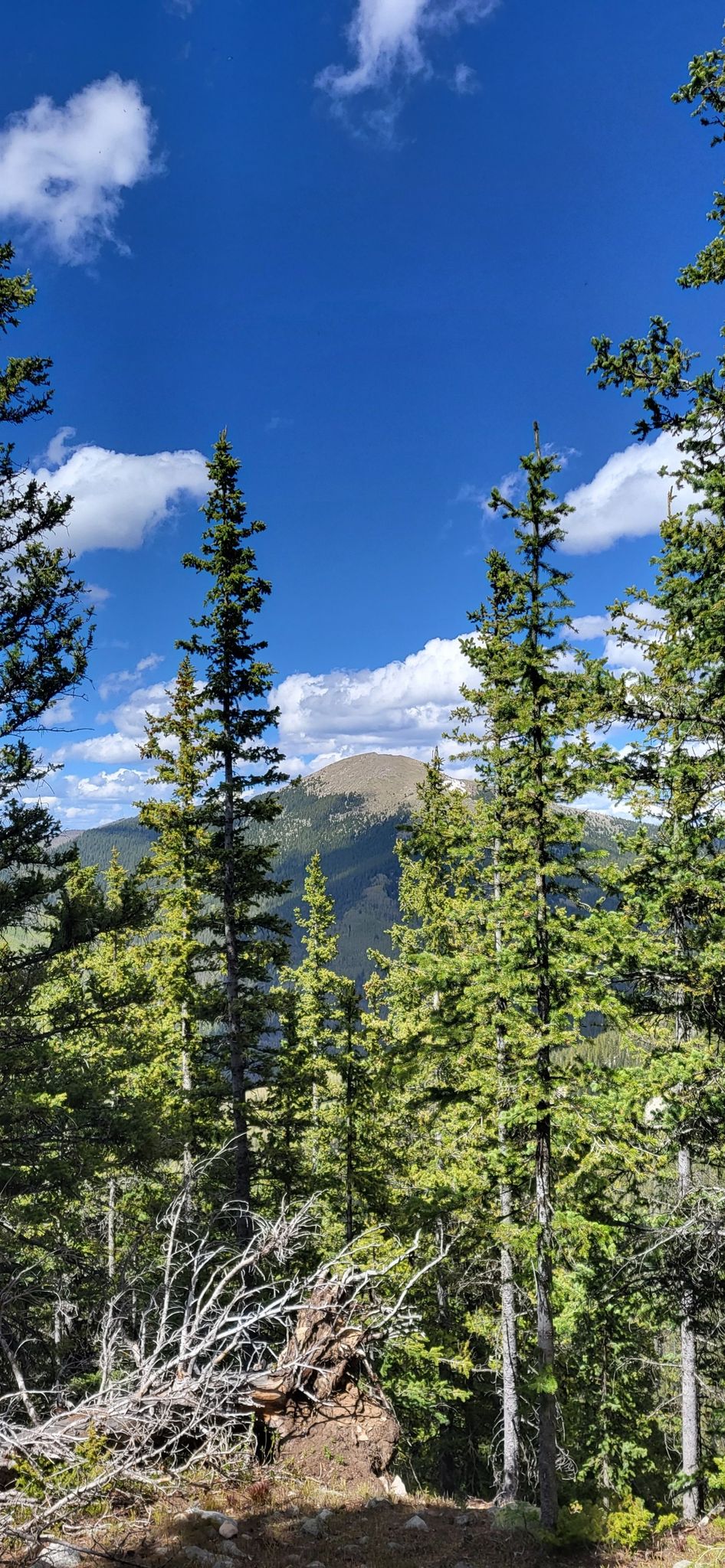 Evergreen trees frame a distant mountain peak under a bright blue sky. - Santa Fe Overlook and Lake Peak Loop