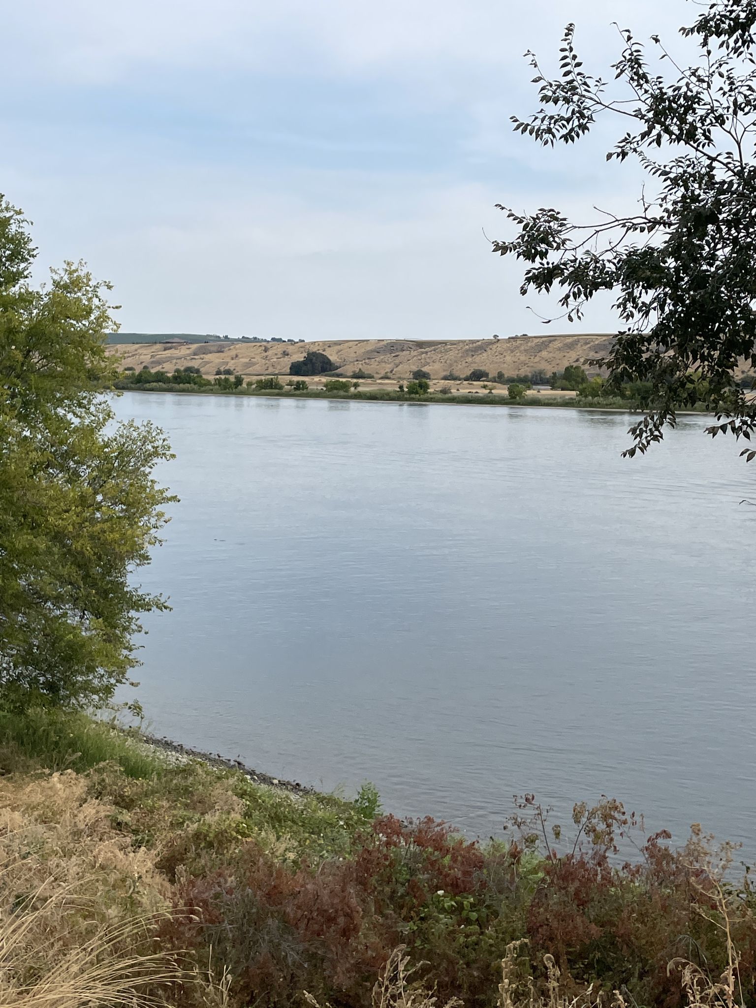A wide river flows past distant hills under a cloudy sky. - Yakima Delta – Chamna Natural Preserve loop from Island View
