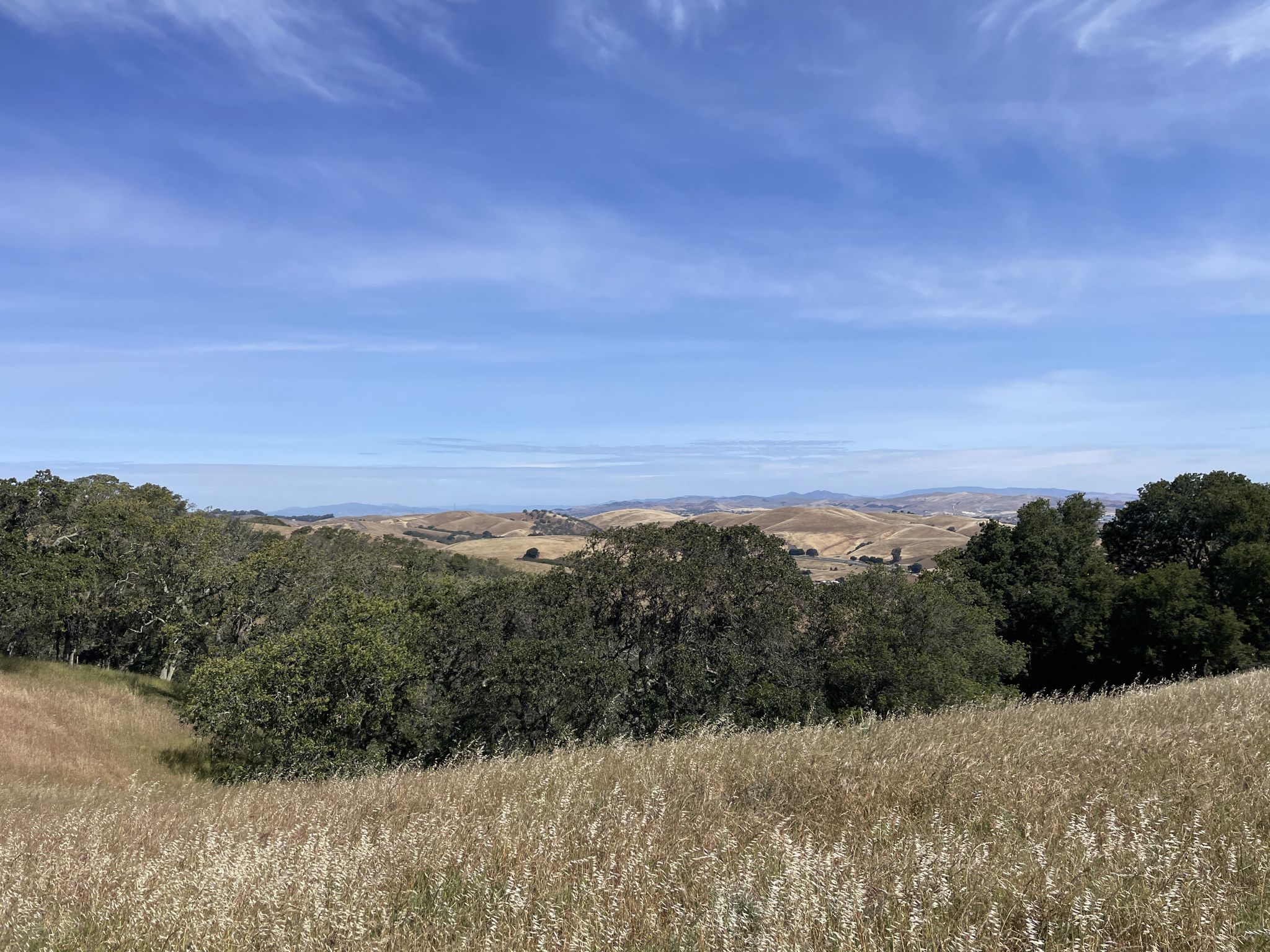 Wide view of golden hills and scattered trees under a vast blue sky. - Bay Area Ridge and Franklin Ridge Loop