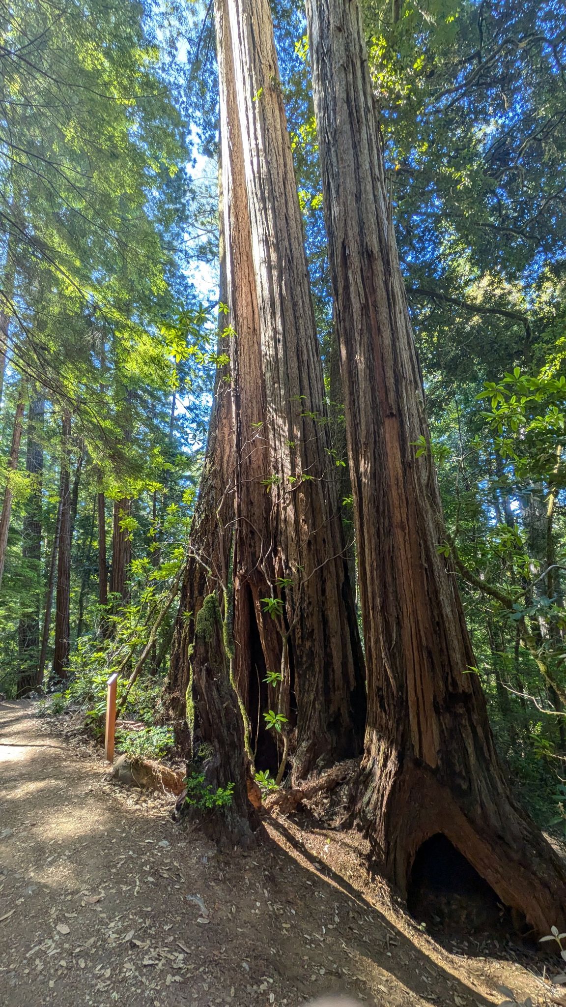Towering, ancient trees reaching skyward in a sunlit forest. - Redwood Creek – Tree Tunnel loop from Tall Trees Grove