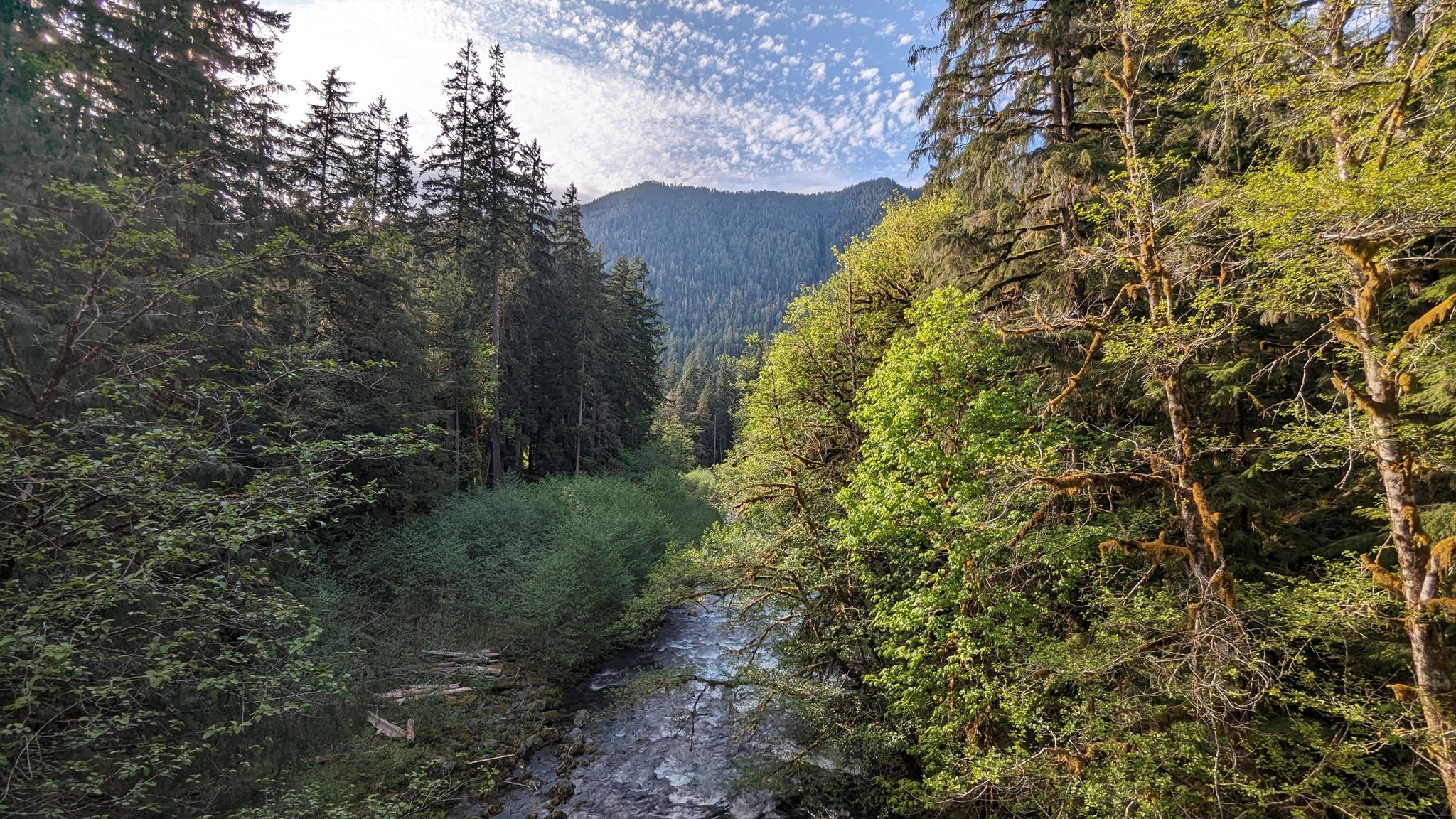 A river flows through a dense evergreen forest valley under a cloudy sky. - Quinault River Pony Bridge Trail