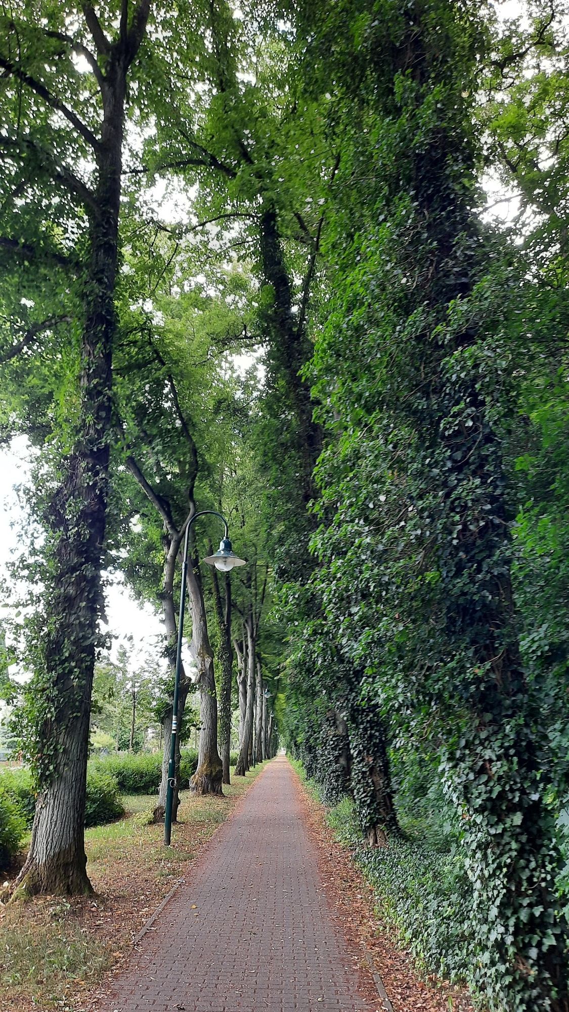 schnurgerade Allee zum Bahnhof Biesenthal