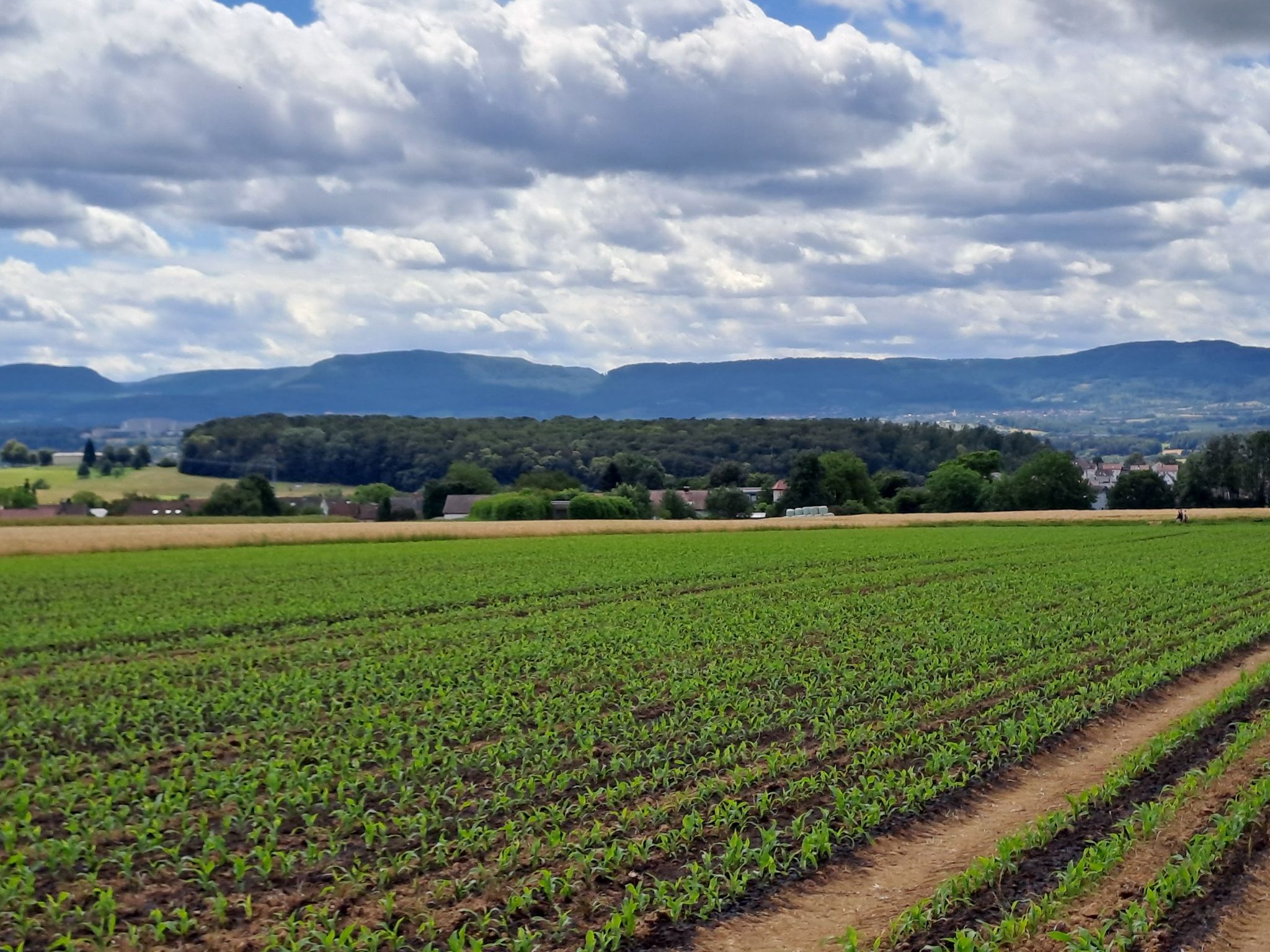 Friedwald