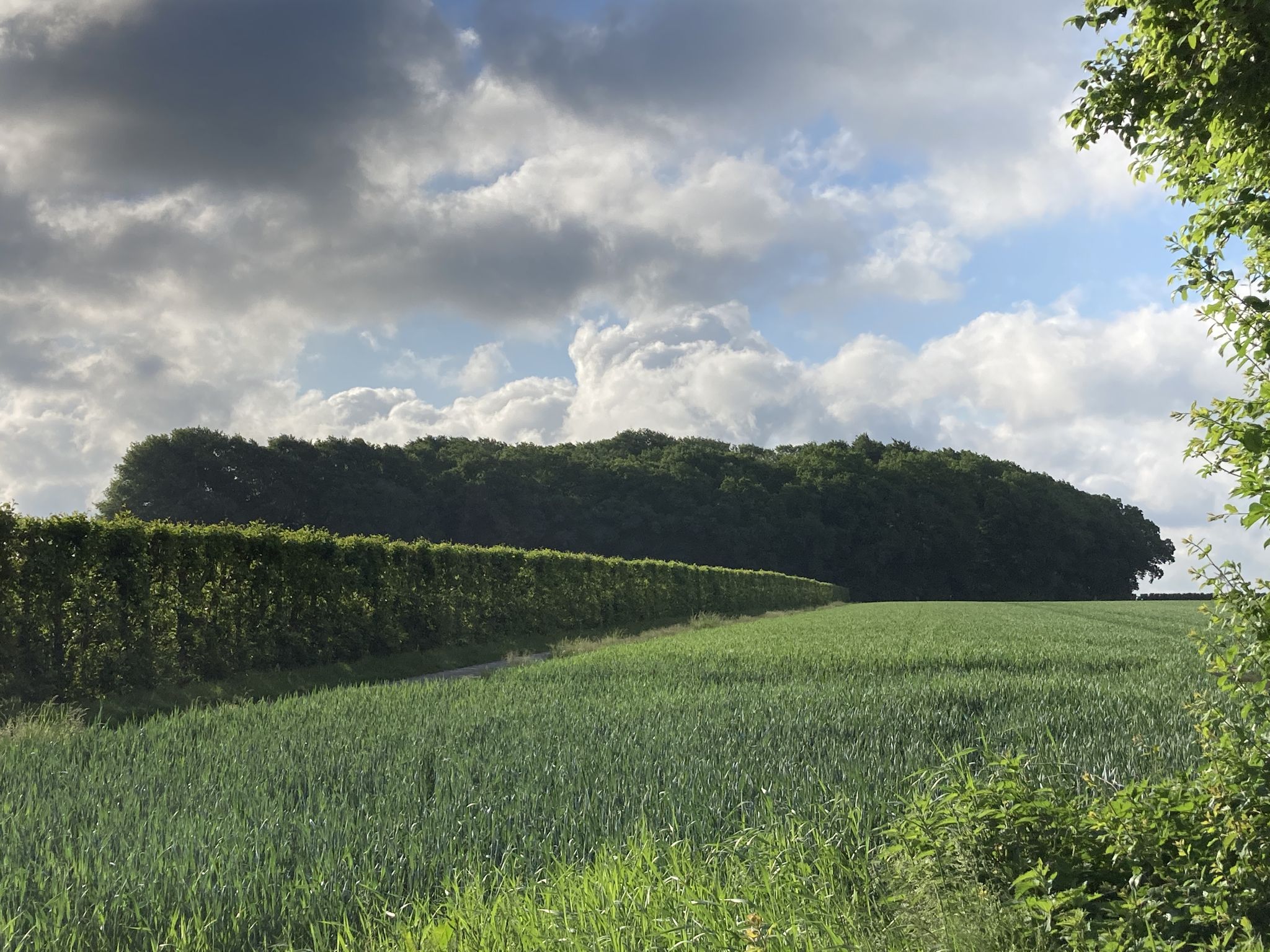 Buchenwald "Im Dohrn"
