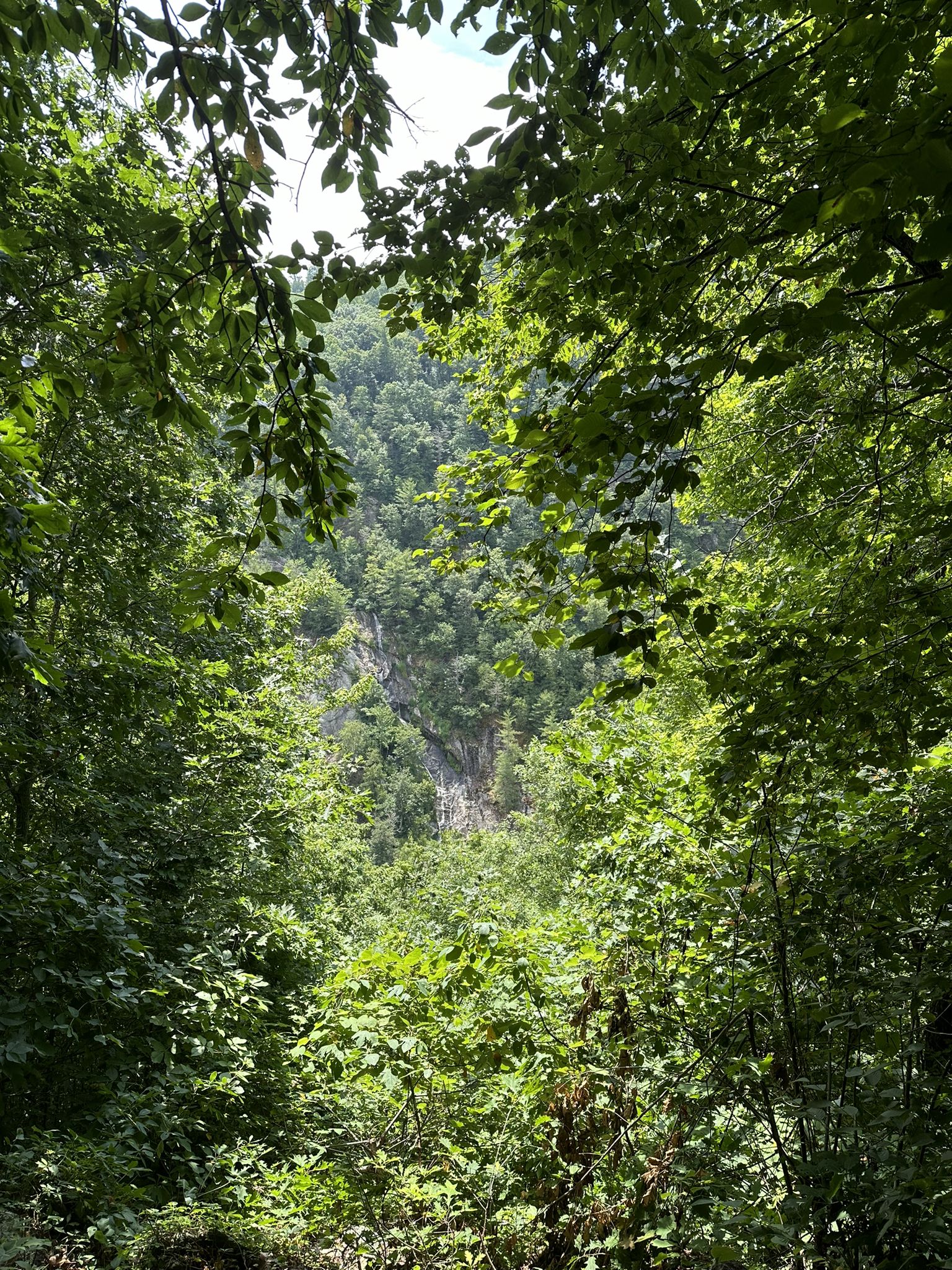 Lush green forest foliage frames a distant, sunlit, tree-covered mountainside. - Knight & Johnston Trail