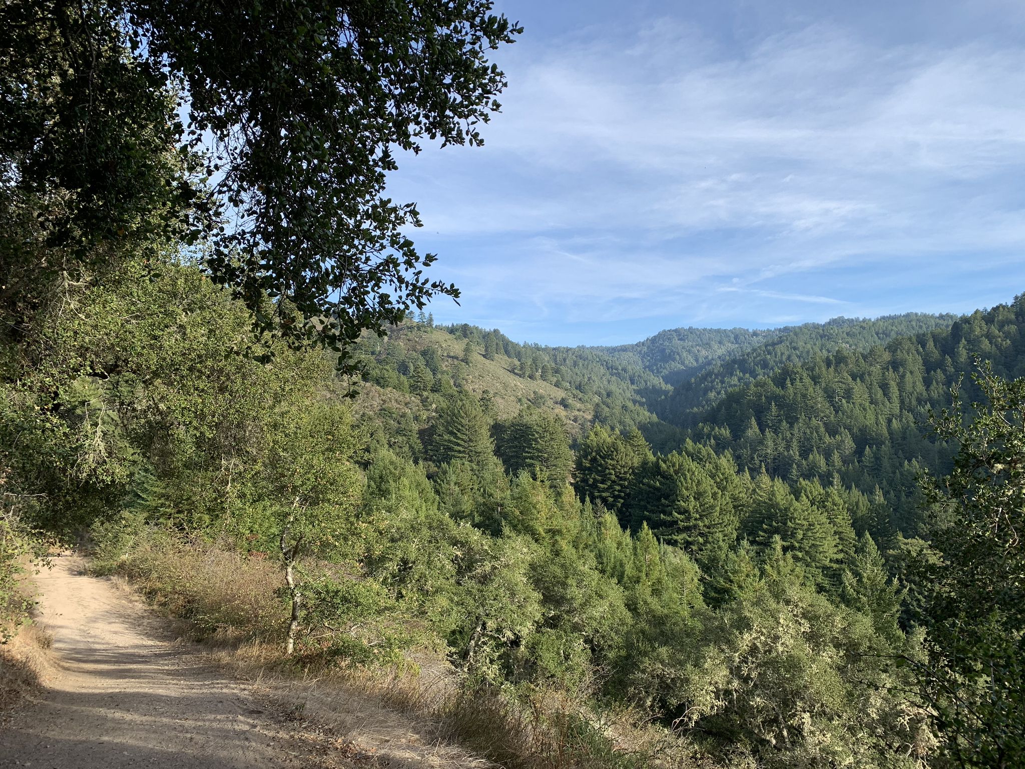 Dirt path winding through a sunny, forested valley under a blue sky. - Harkins Ridge, Craig Britton, and Purisima Creek Trail Loop