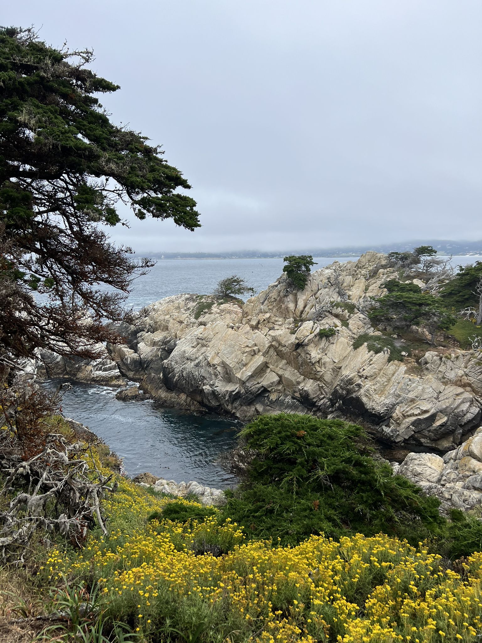 Overcast coastal view with rocky inlets, green bushes, and yellow wildflowers. - Monastery Beach – Point Lobos loop from Point Lobos State Natural Reserve