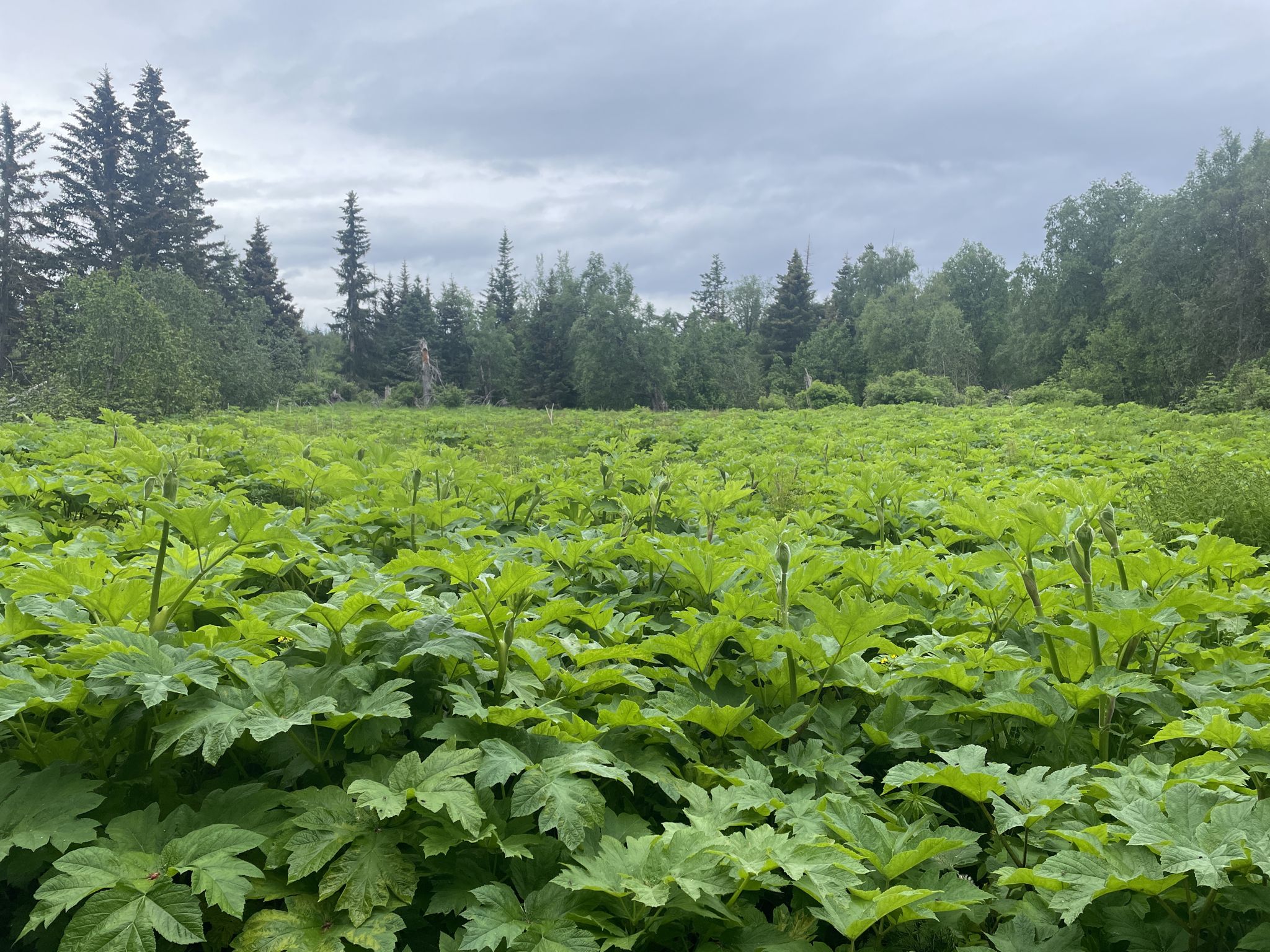 Vast field of large green plants under an overcast sky, with a forest backdrop. - Calvin & Coyle Nature Trail