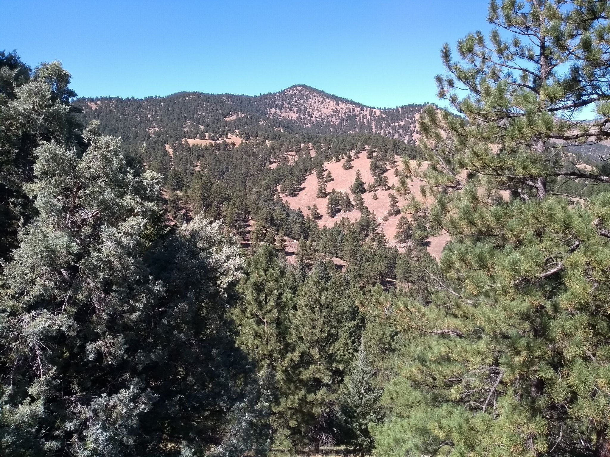 Panoramic view of vast forested mountains and hills under a clear blue sky. - Canyon Loop Trail