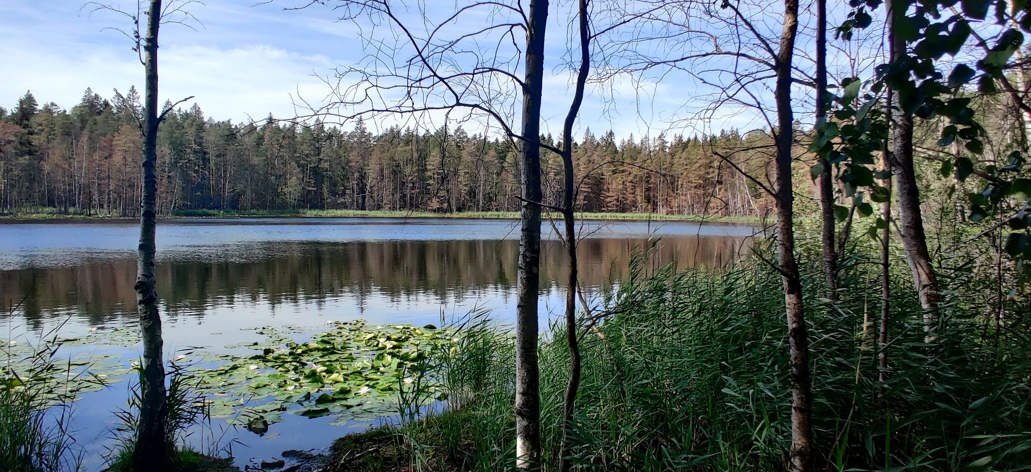 Gumböle träsk