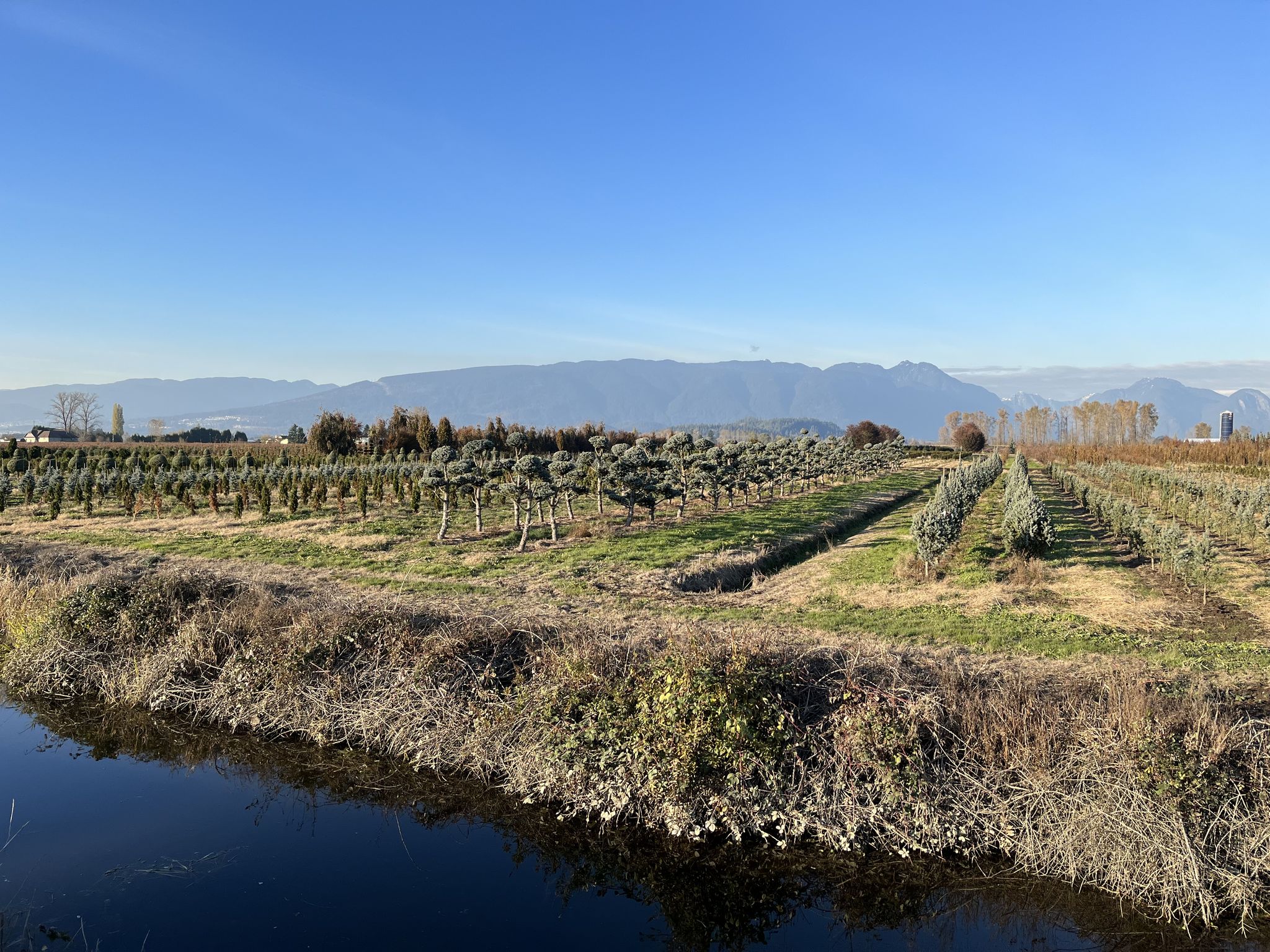 A tree farm for specialty decorative trees