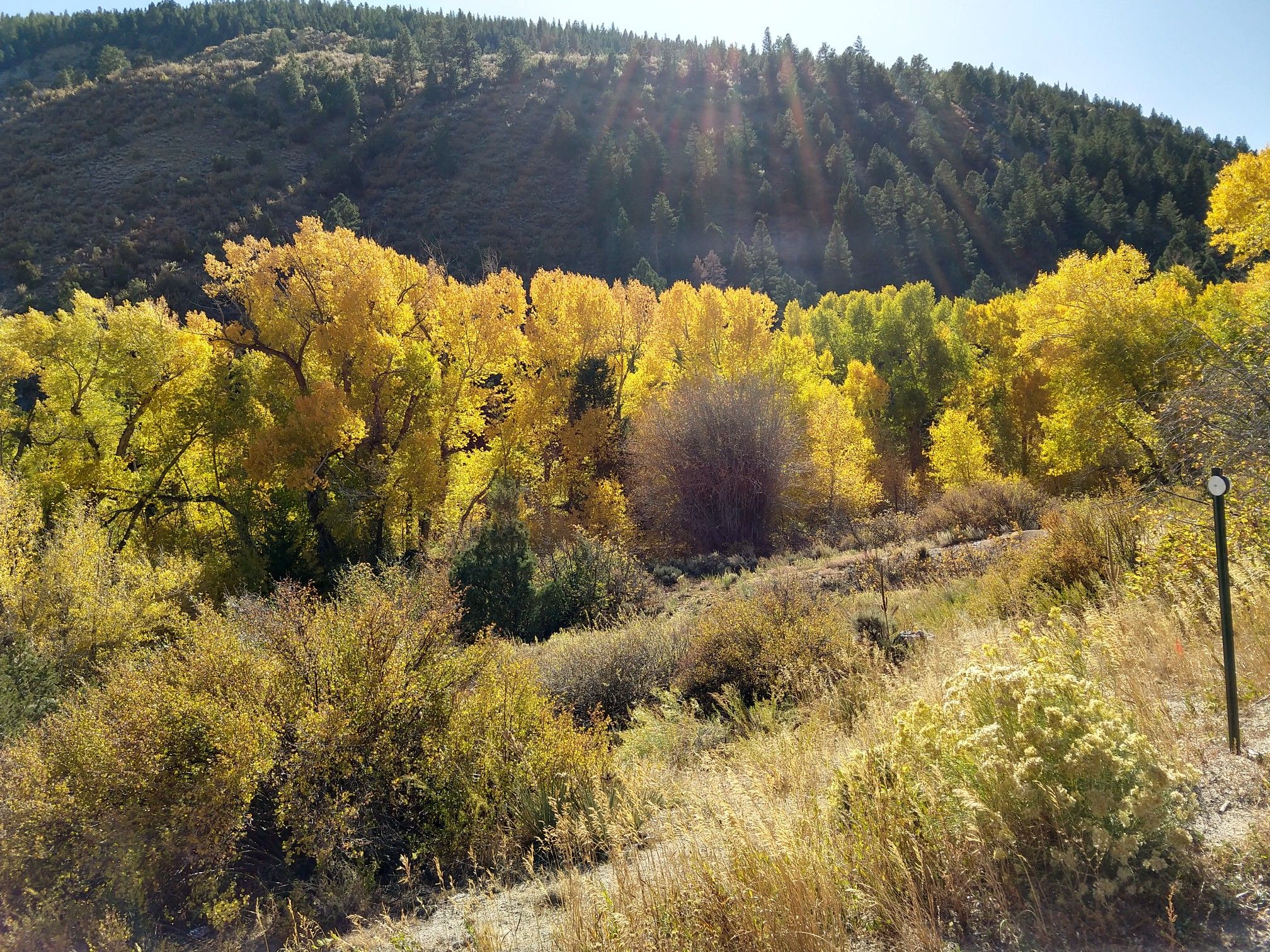 Golden autumn trees on a sunlit hillside with dry grass and forest. - Sands Lake – Sands Lake 🌊 Salida loop from Salida