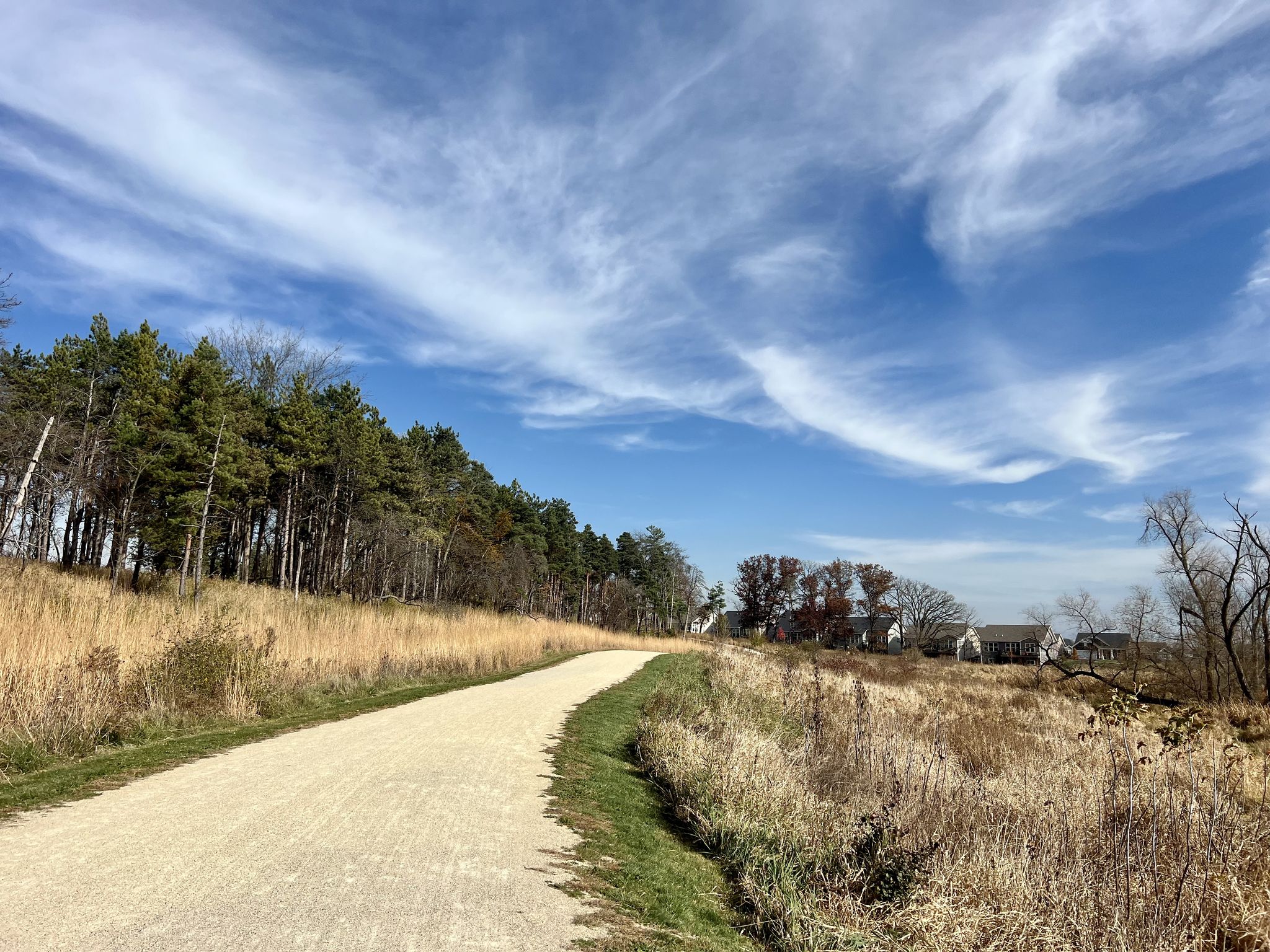Dirt path curving left, tall grass, pine trees, and a blue sky. - Millennium Trail: Fourth Lake Section