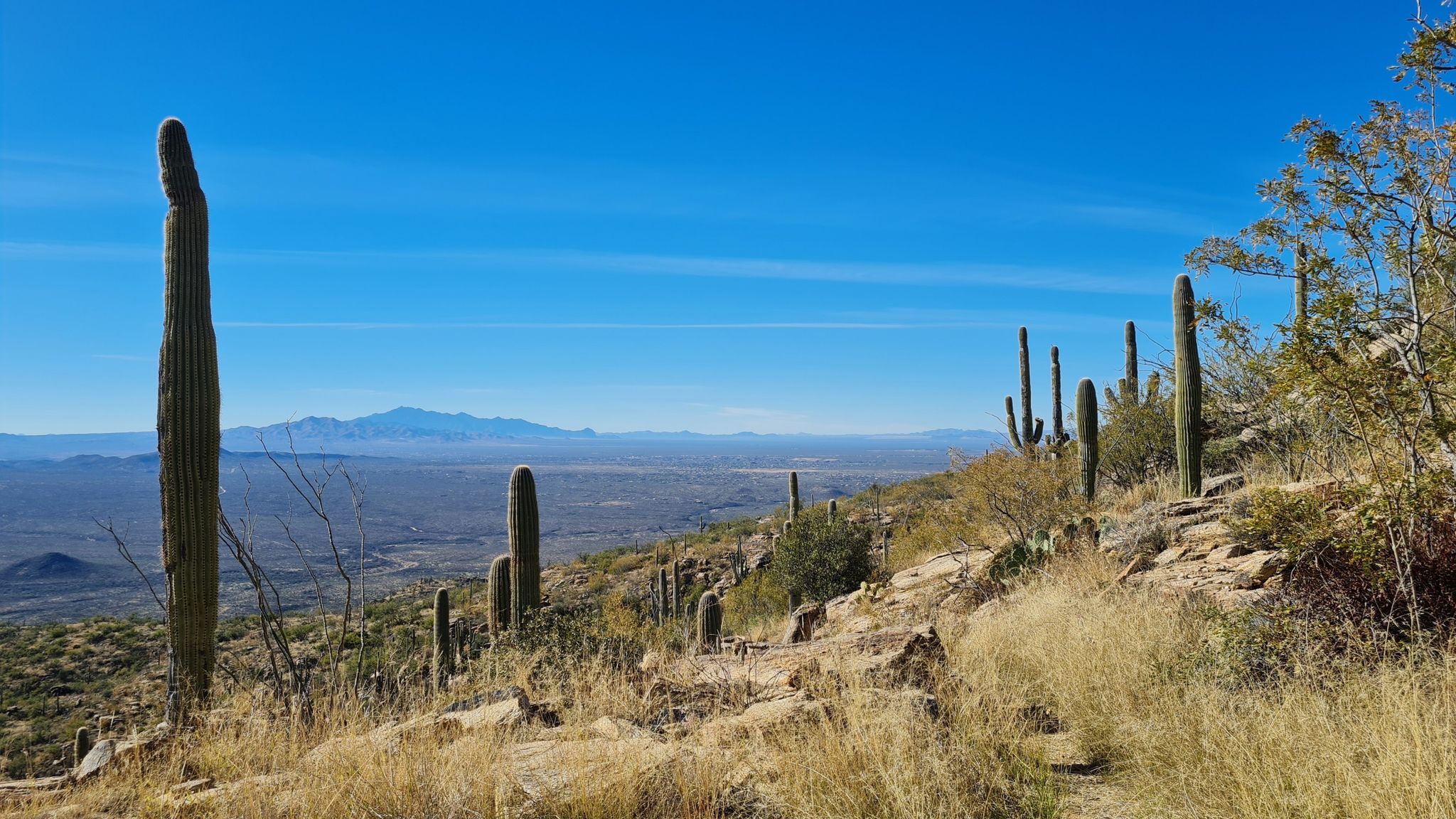 Desert landscape with saguaro cacti, distant mountains, and clear blue sky. - Alta Loma Trailhead to Grass Shack Camp Trail