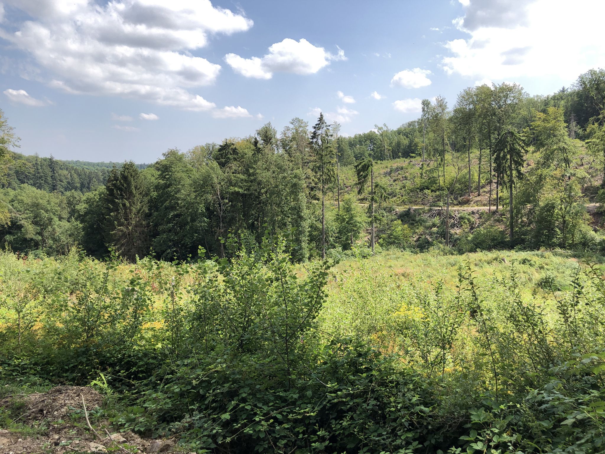 Im oberen Kisselbachtal