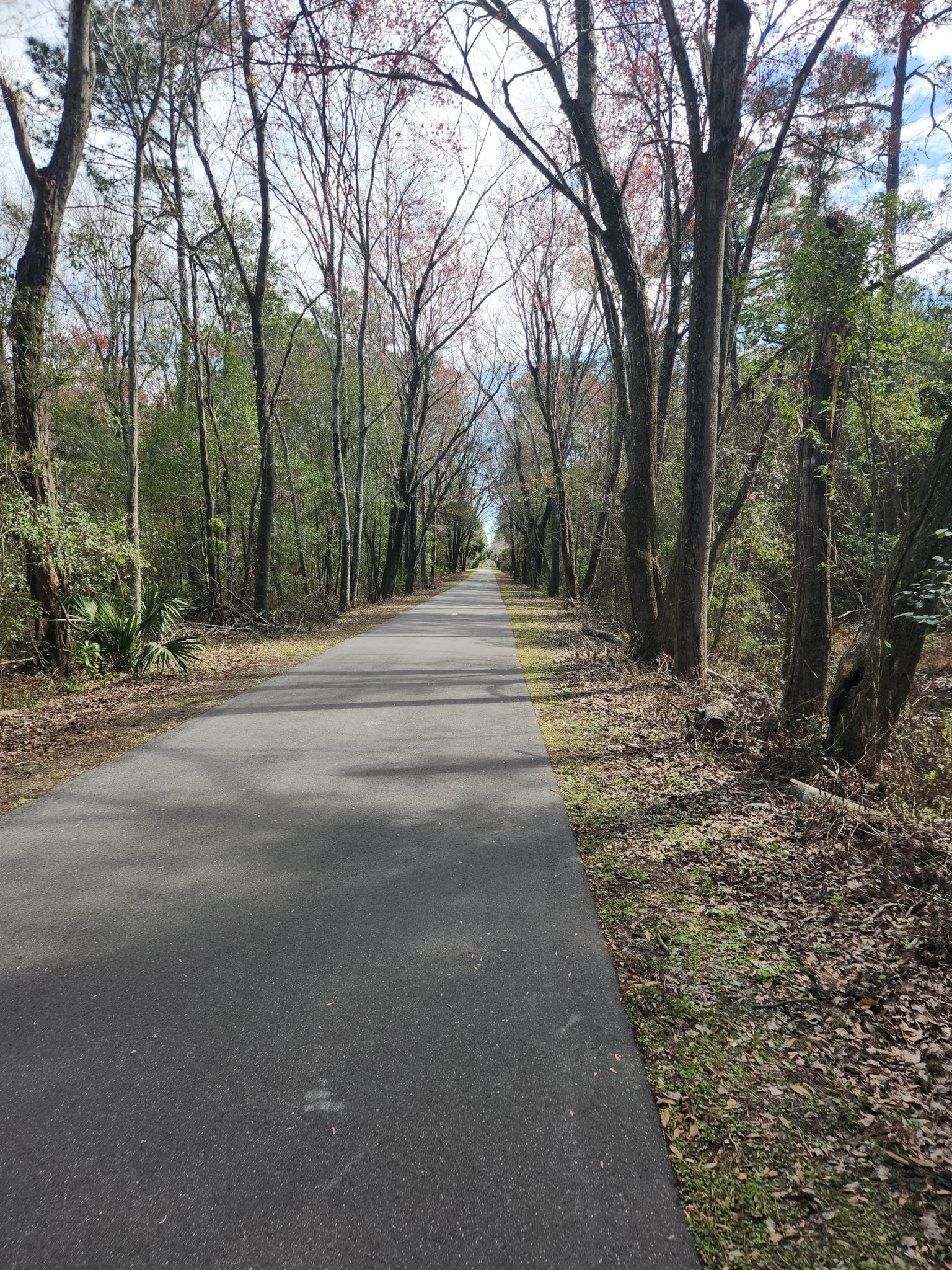 Paved path through a forest with tall trees and dappled sunlight. - Jacksonville-Baldwin Rail Trail