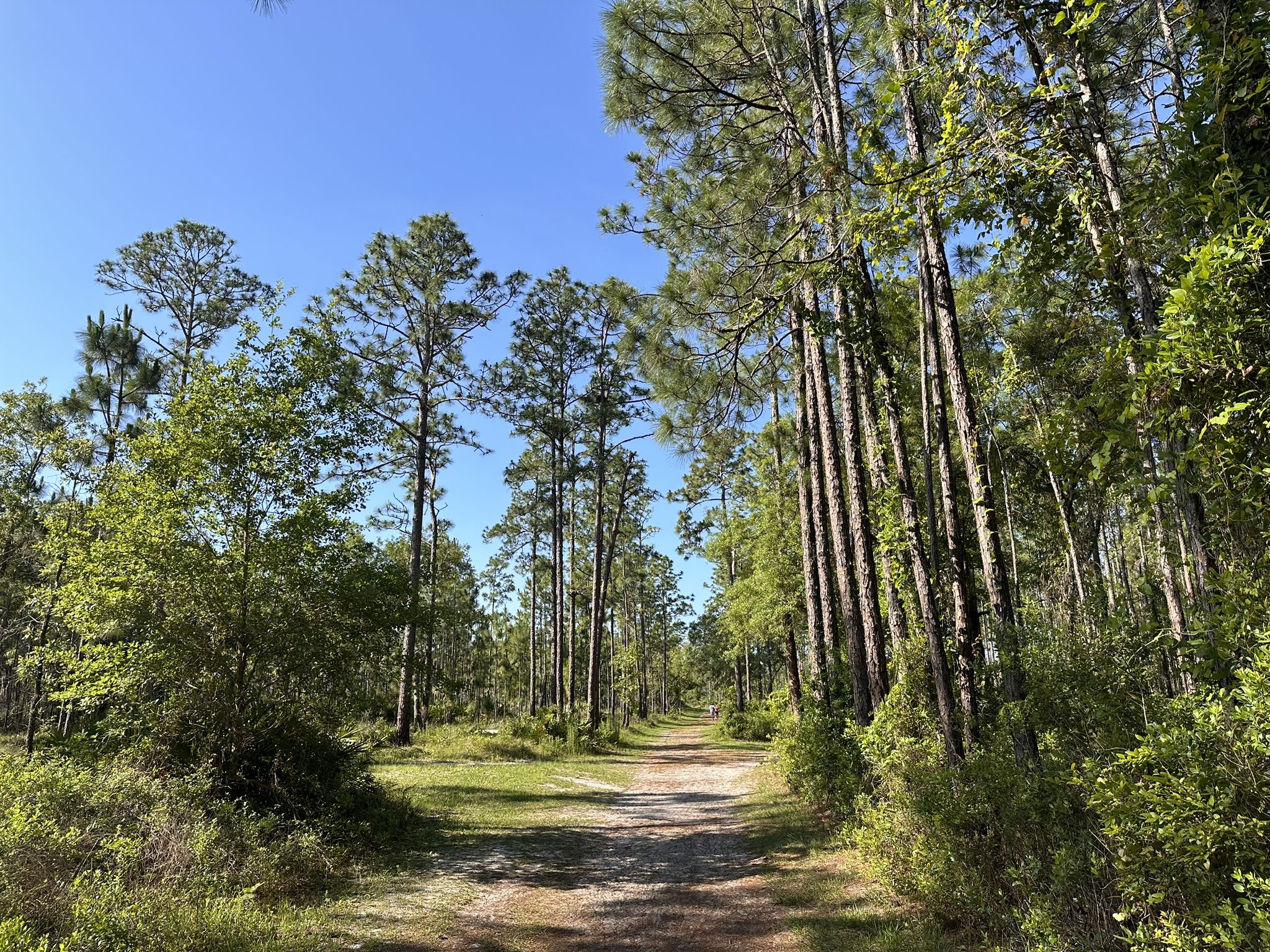 A sunlit dirt path winds through a tall pine and mixed forest. - White Blaze Trail