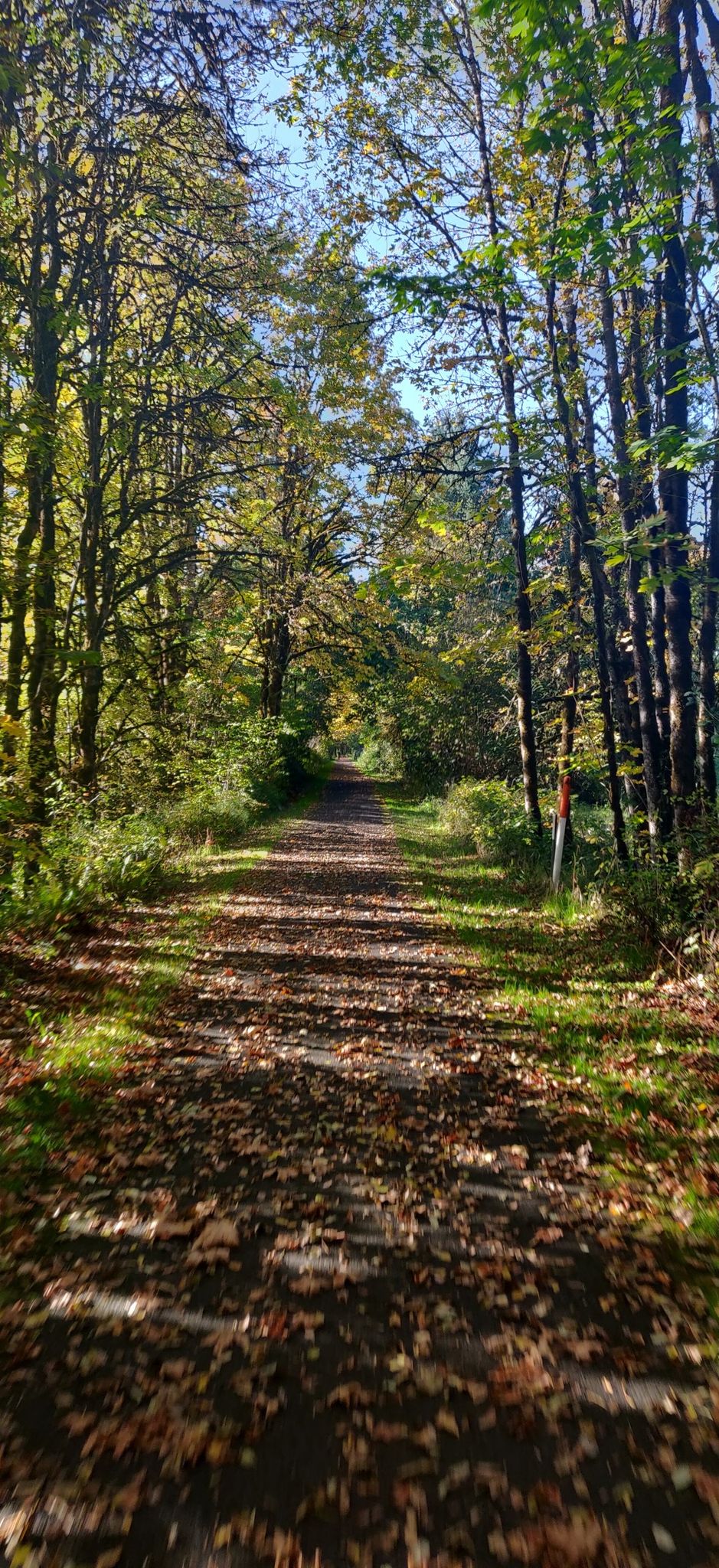 Dirt path covered in autumn leaves, surrounded by sunlit trees. - Banks-Vernonia State Trail loop from Banks