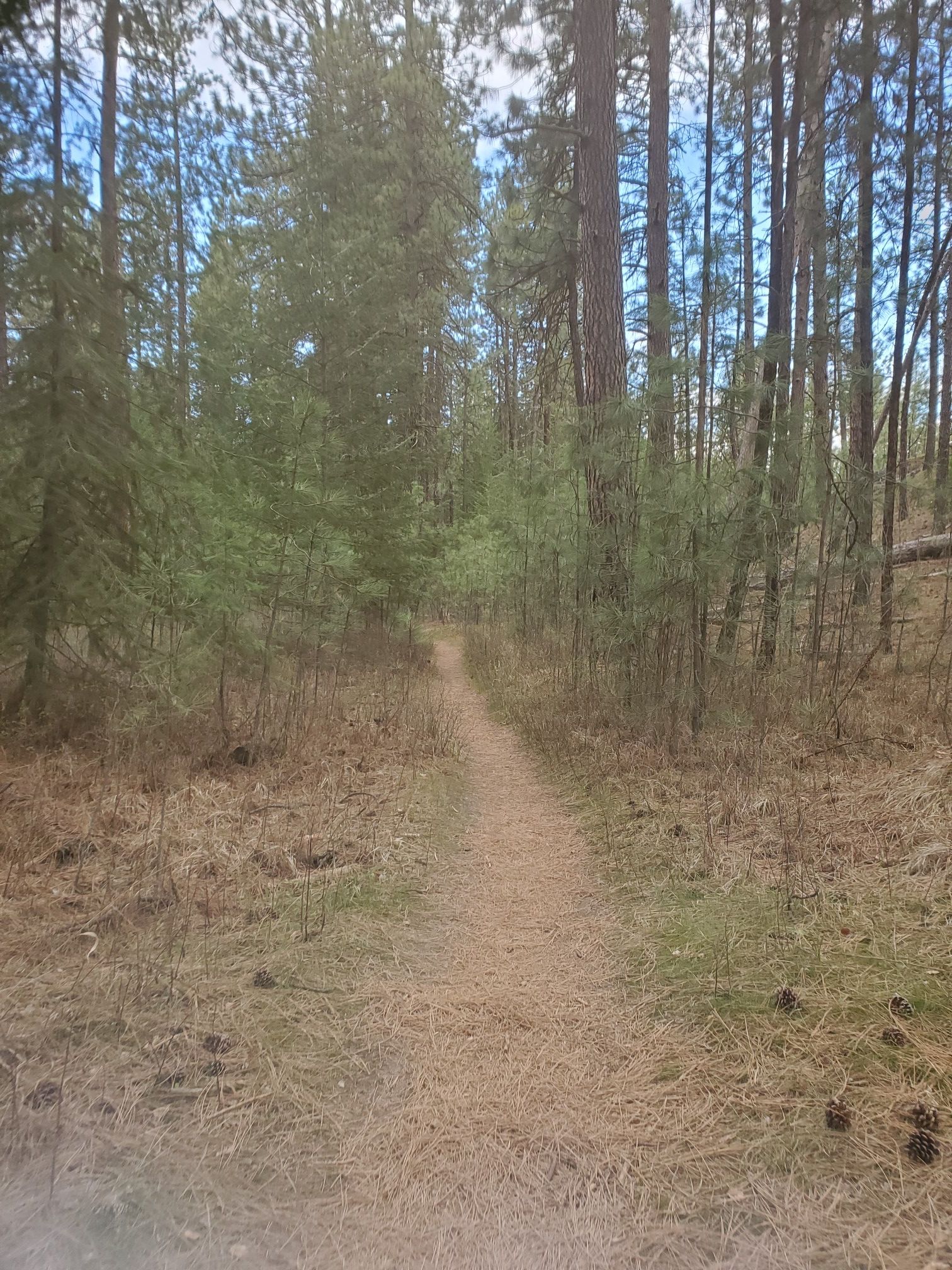 Narrow dirt path winding through a sunlit pine forest with dry ground. - Pinecliff and Goldback Loop