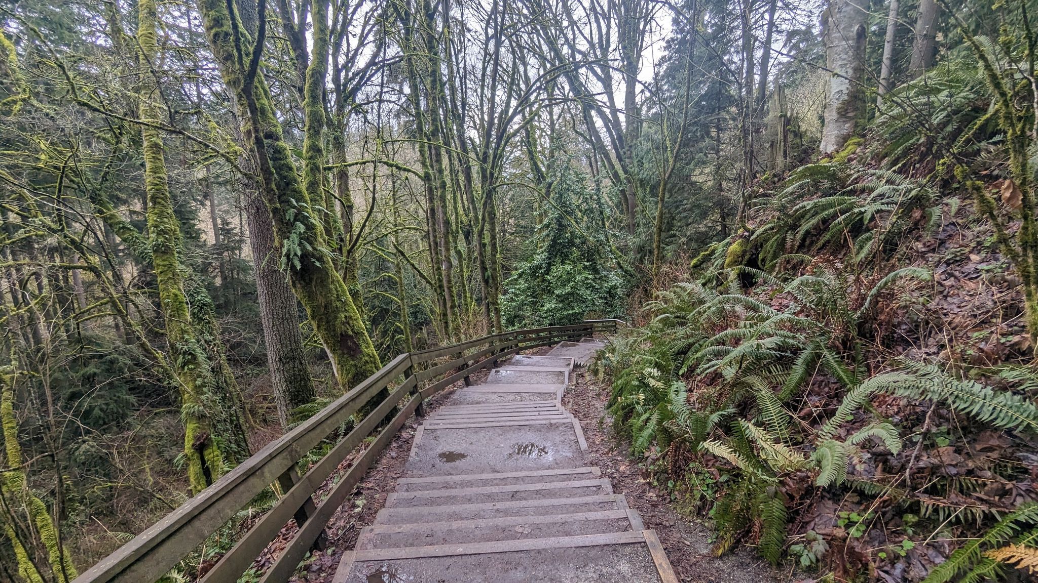 Wooden stairs descend into a dense, mossy forest under overcast skies. - Lunds Gulch Trail
