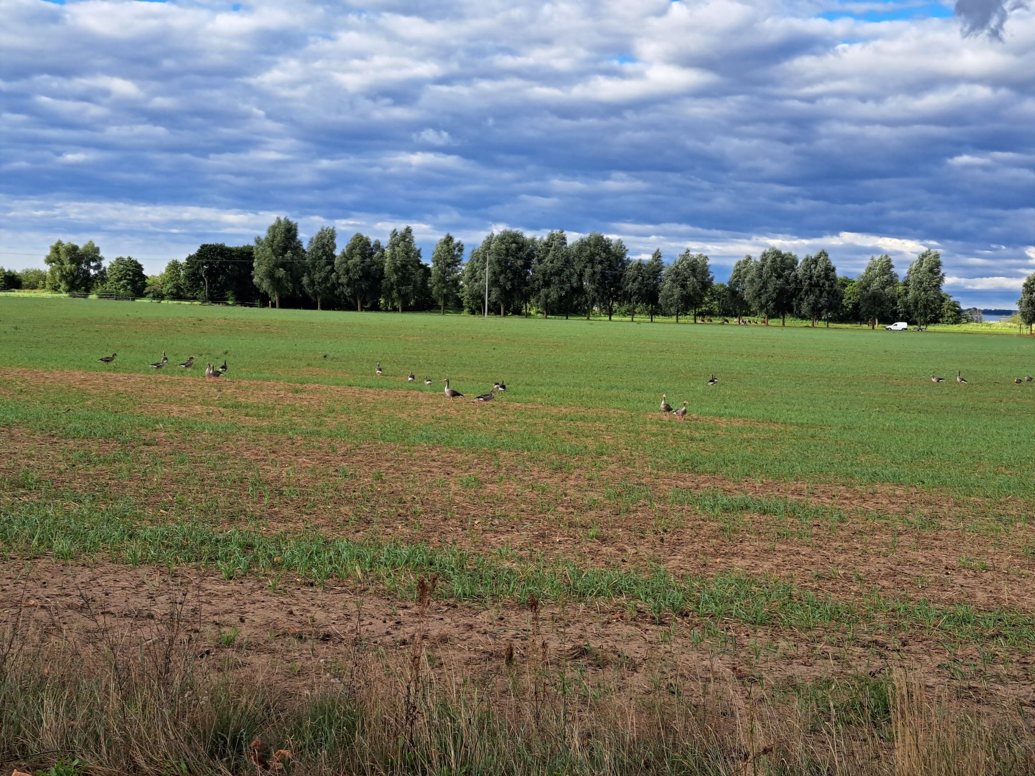 Wildgänse a'mass