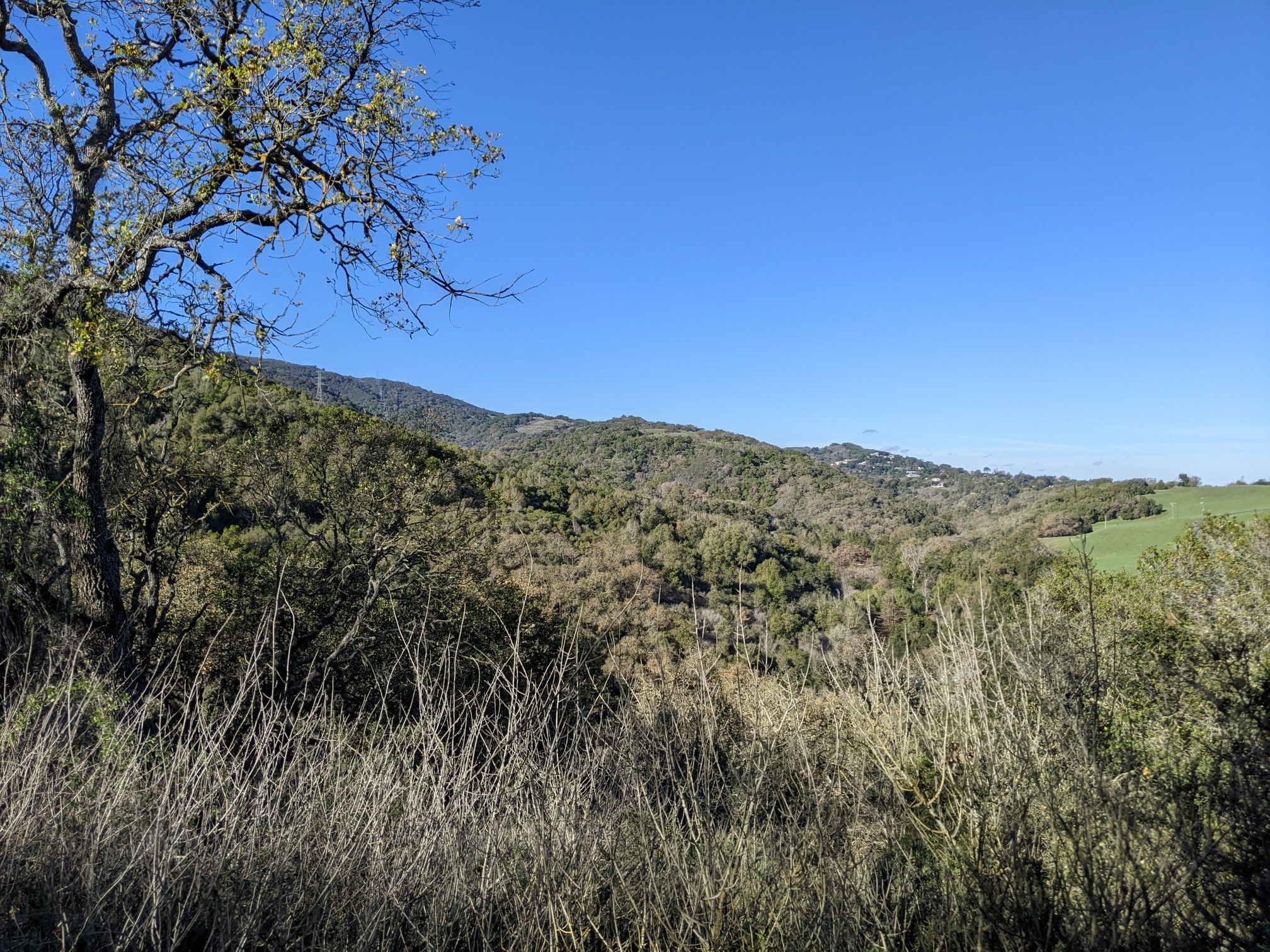 Sunny view of a forested hillside with dry grass foreground. - Rancho San Antonio County Park loop from Rancho San Antonio County Park
