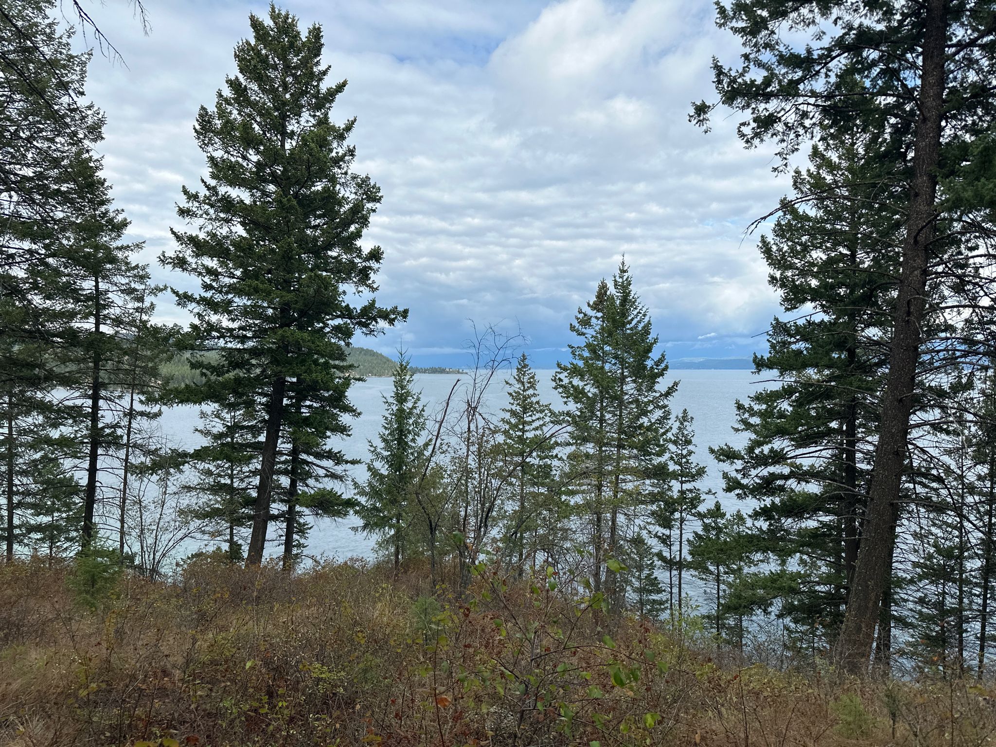 Lake view through tall pine trees under a cloudy sky. - Flathead Lake State Park West Shore Loop