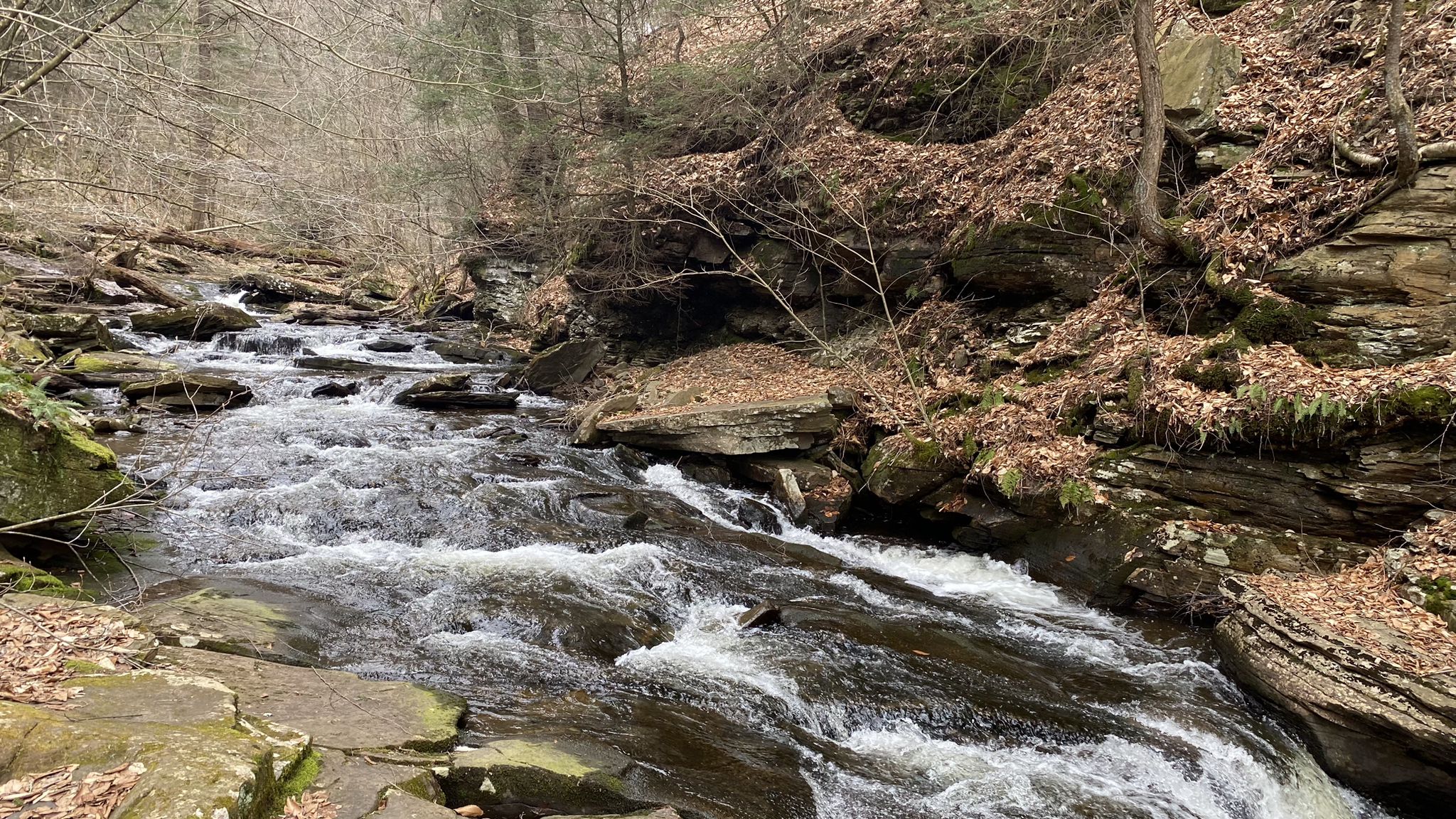 Rushing stream with rocky banks and bare trees under an overcast sky. - Ricketts Glen Falls Trail Loop