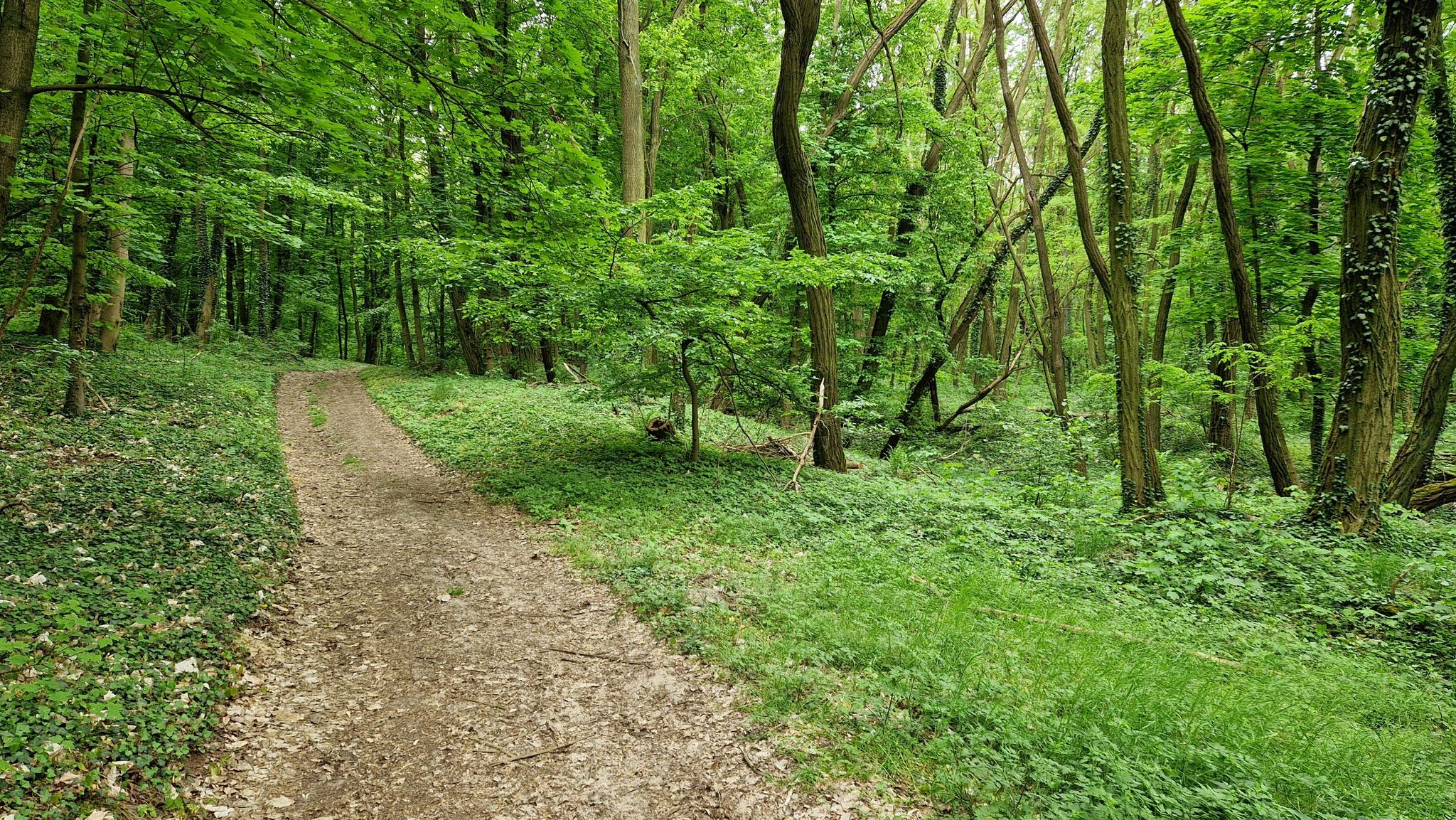 Weg zum Shukow-Bunker