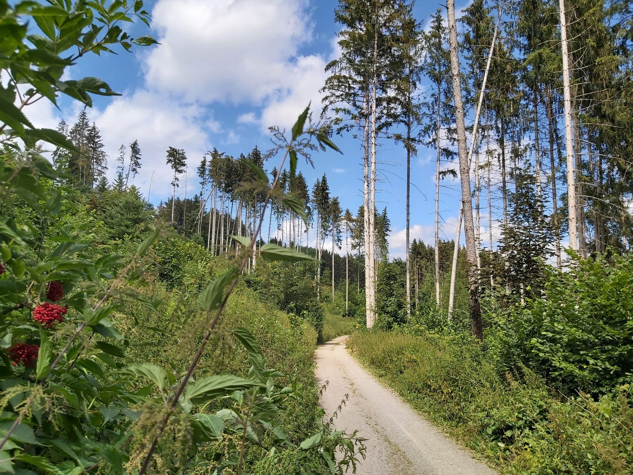 Herrlicher Waldweg zwischen Ebhausen und Altensteig