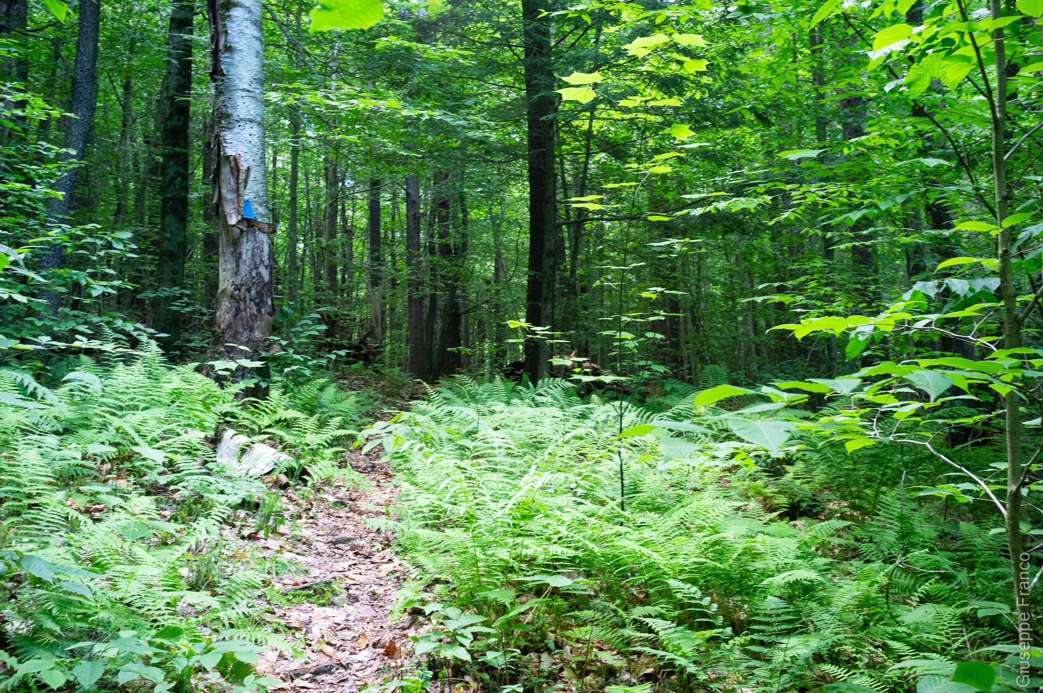 Lush green forest with a dirt path winding through ferns and trees. - Tolland State Forest loop