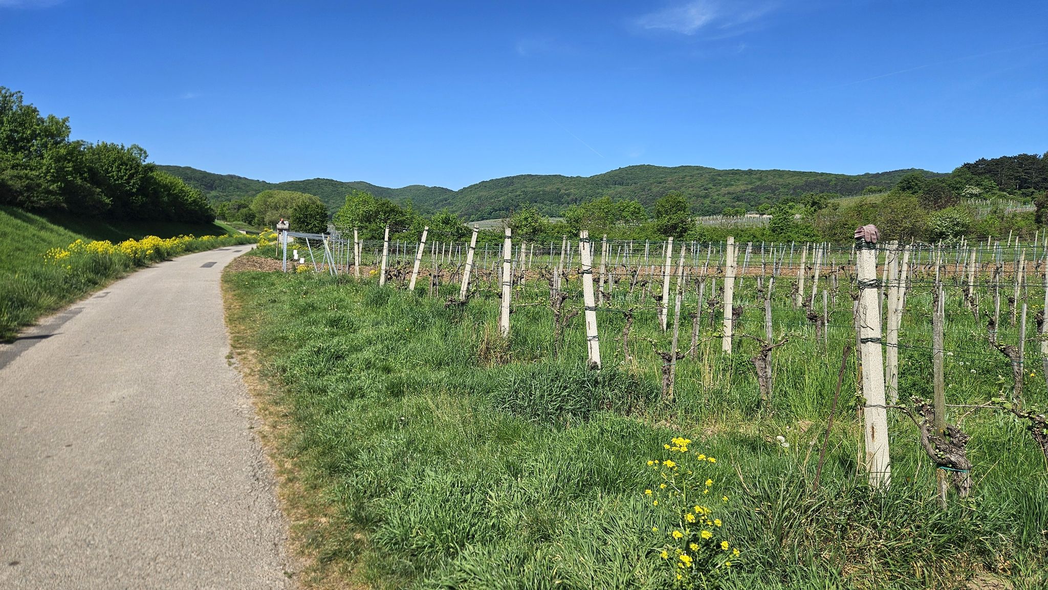 Weinfelder