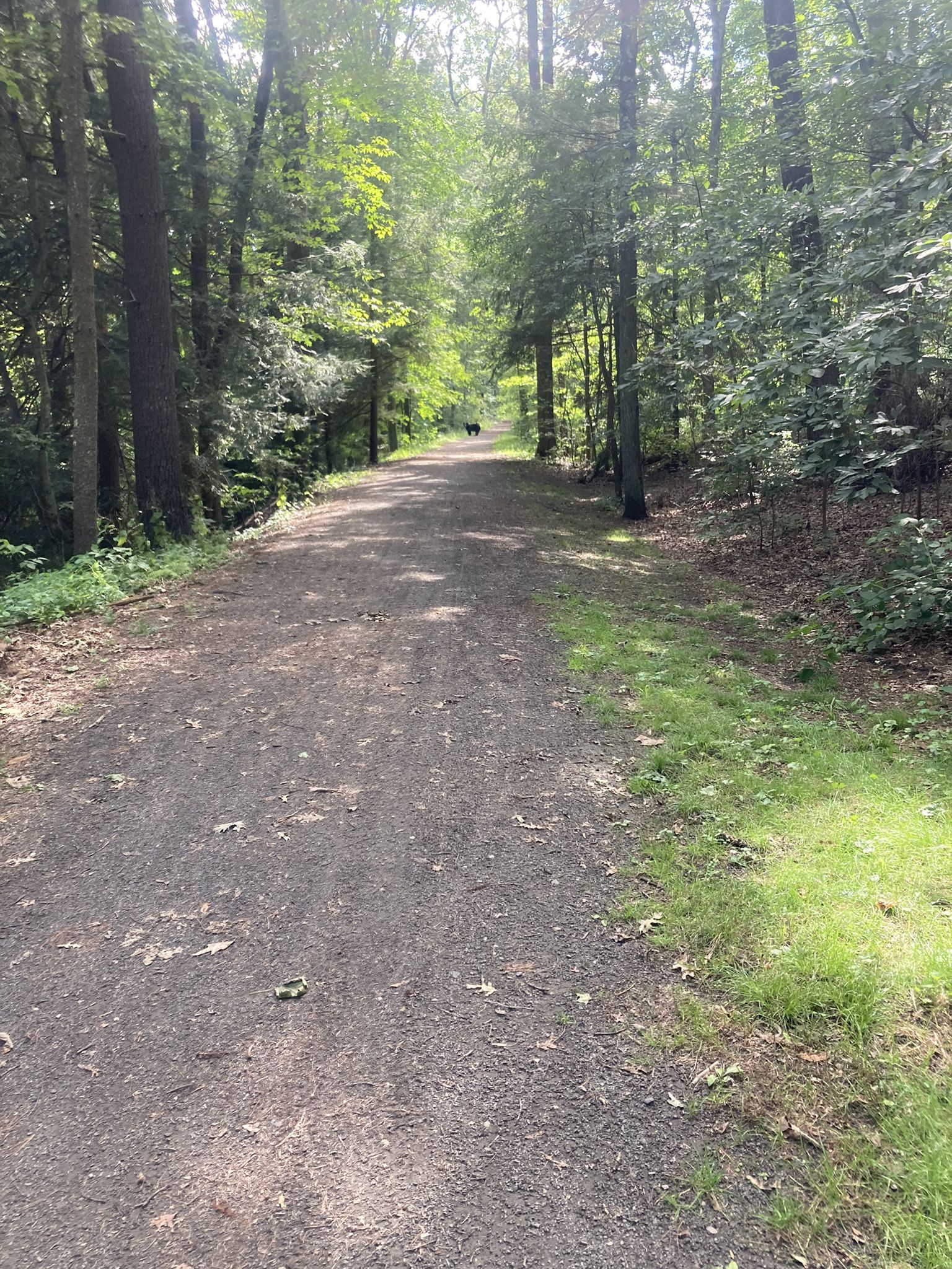 Two people walk on a sunlit dirt path through a green forest. - Farmington River Trail Massacoe Section