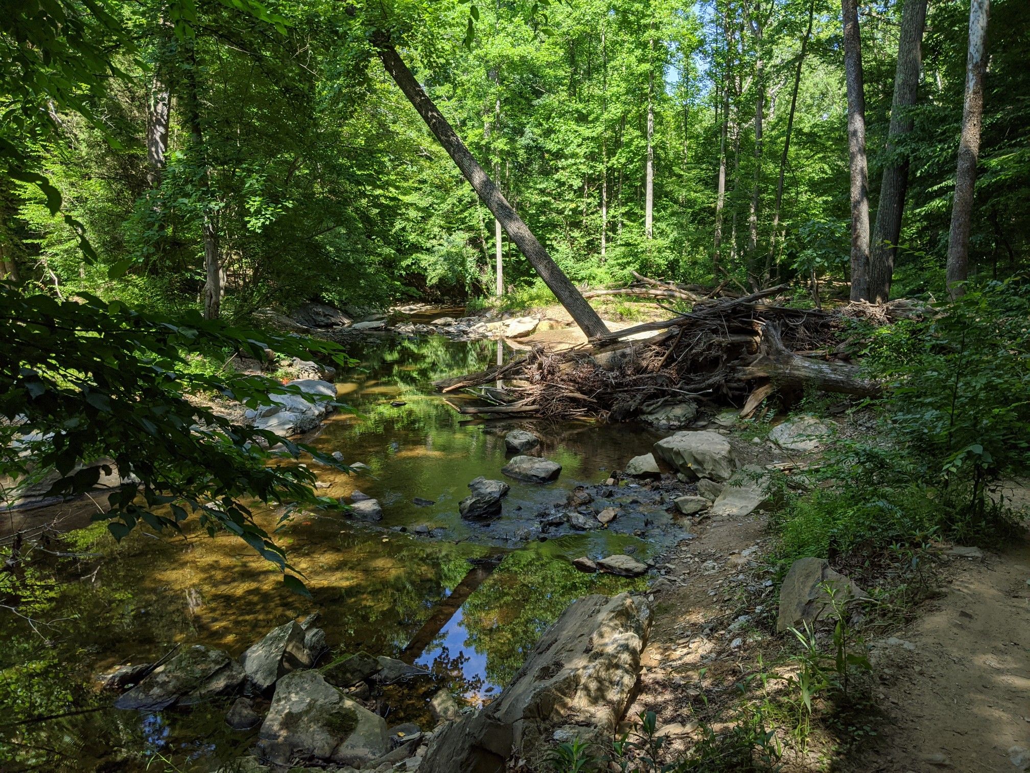 Clear rocky stream flowing through a sunlit, dense green forest. - Rails to River Trail