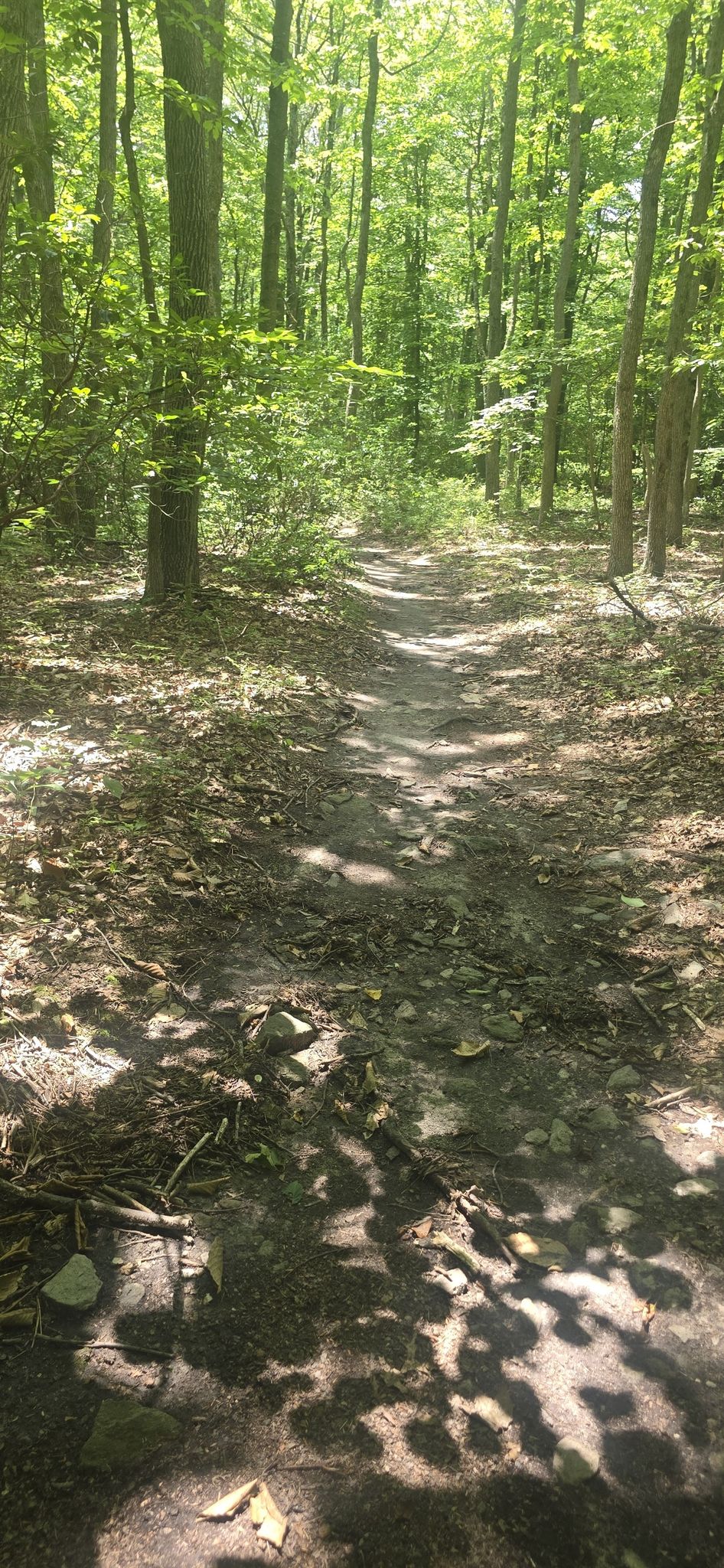 A sun-dappled dirt path winds through a dense green forest. - Cat Rock and Bob's Hill Trail