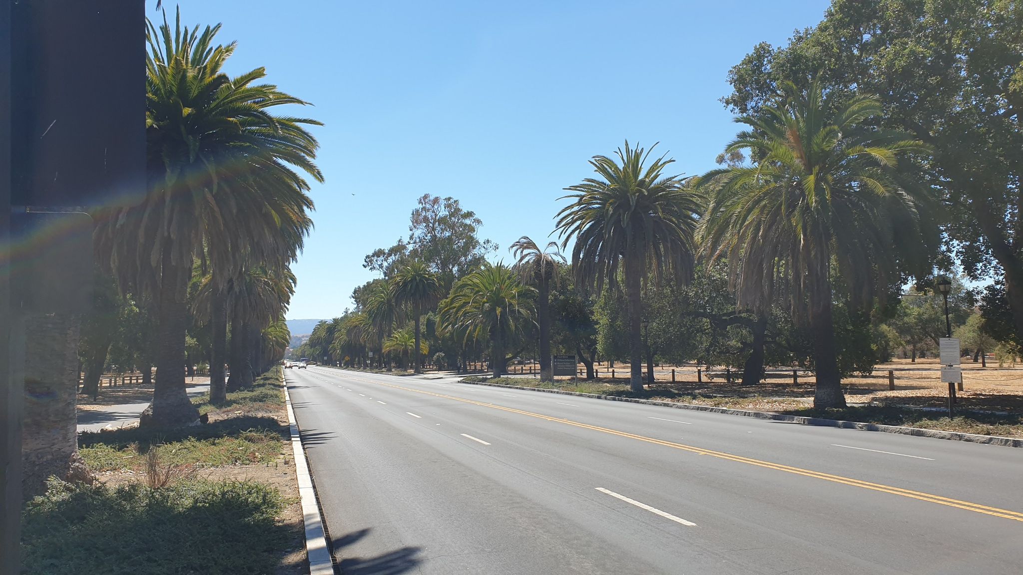A long, empty road stretches under a clear sky, lined with palm trees. - Stanford Campus Walk