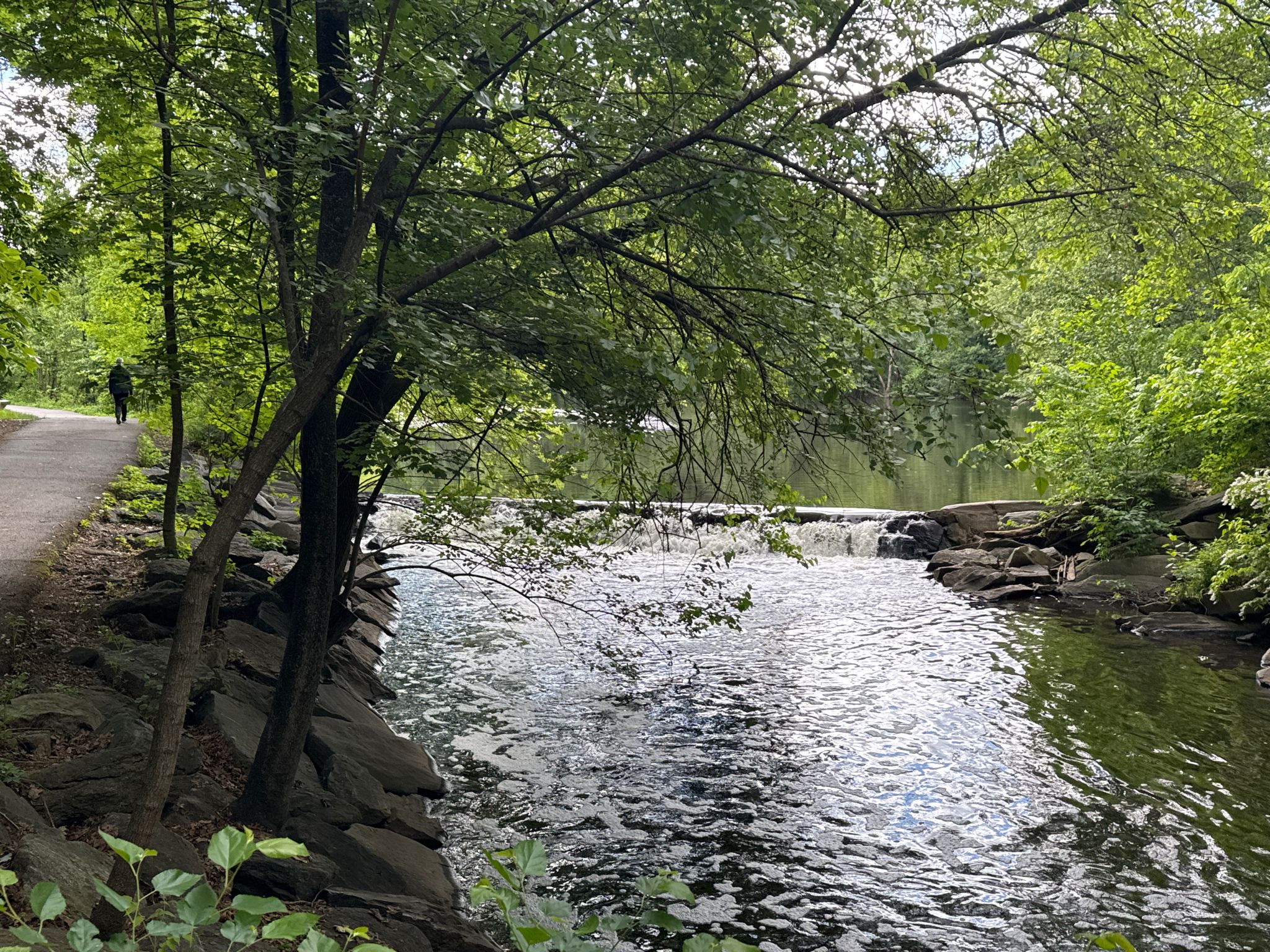 A river with a small waterfall, lush green trees, and a person on a path. - Bronxville Lake – Pinebrook Road North loop from Bronxville