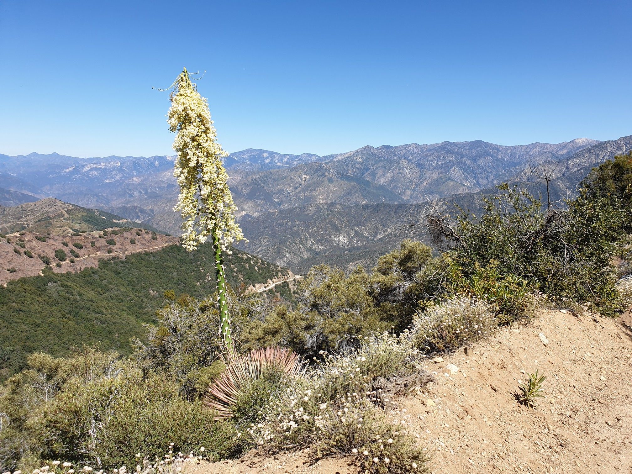 Tall white flower stalk on a sunny mountain slope with distant peaks. - San Dimas Canyon to Sunset Peak Radio Towers