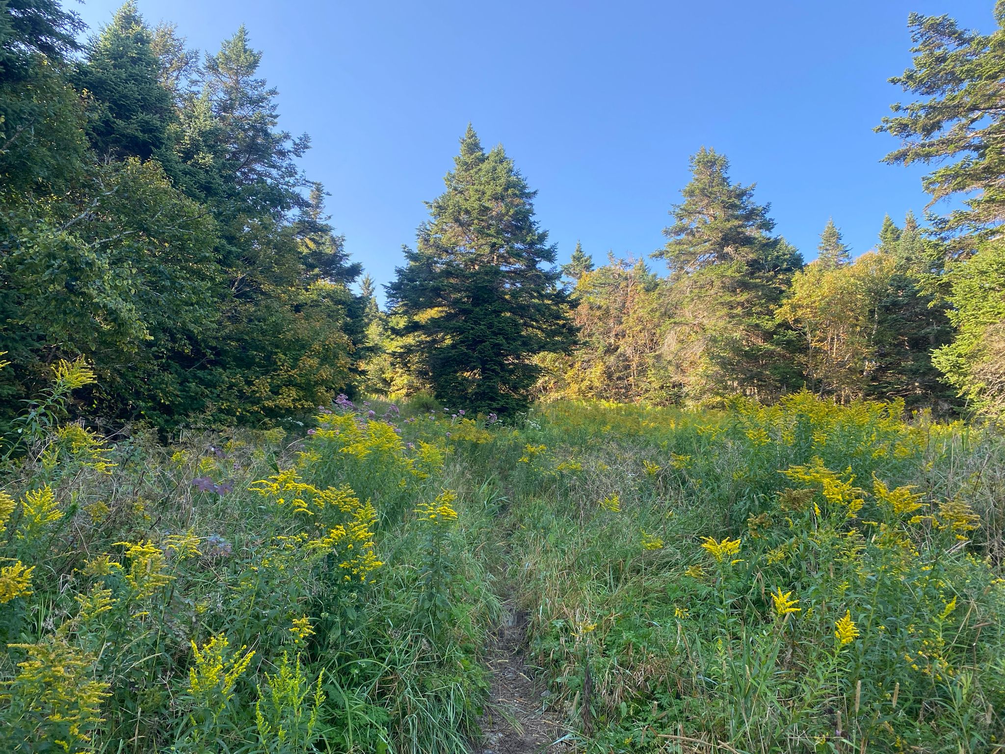 Narrow path through tall grass and yellow flowers under a clear blue sky. - Pico Camp Shelter loop from Giffords Woods State Park