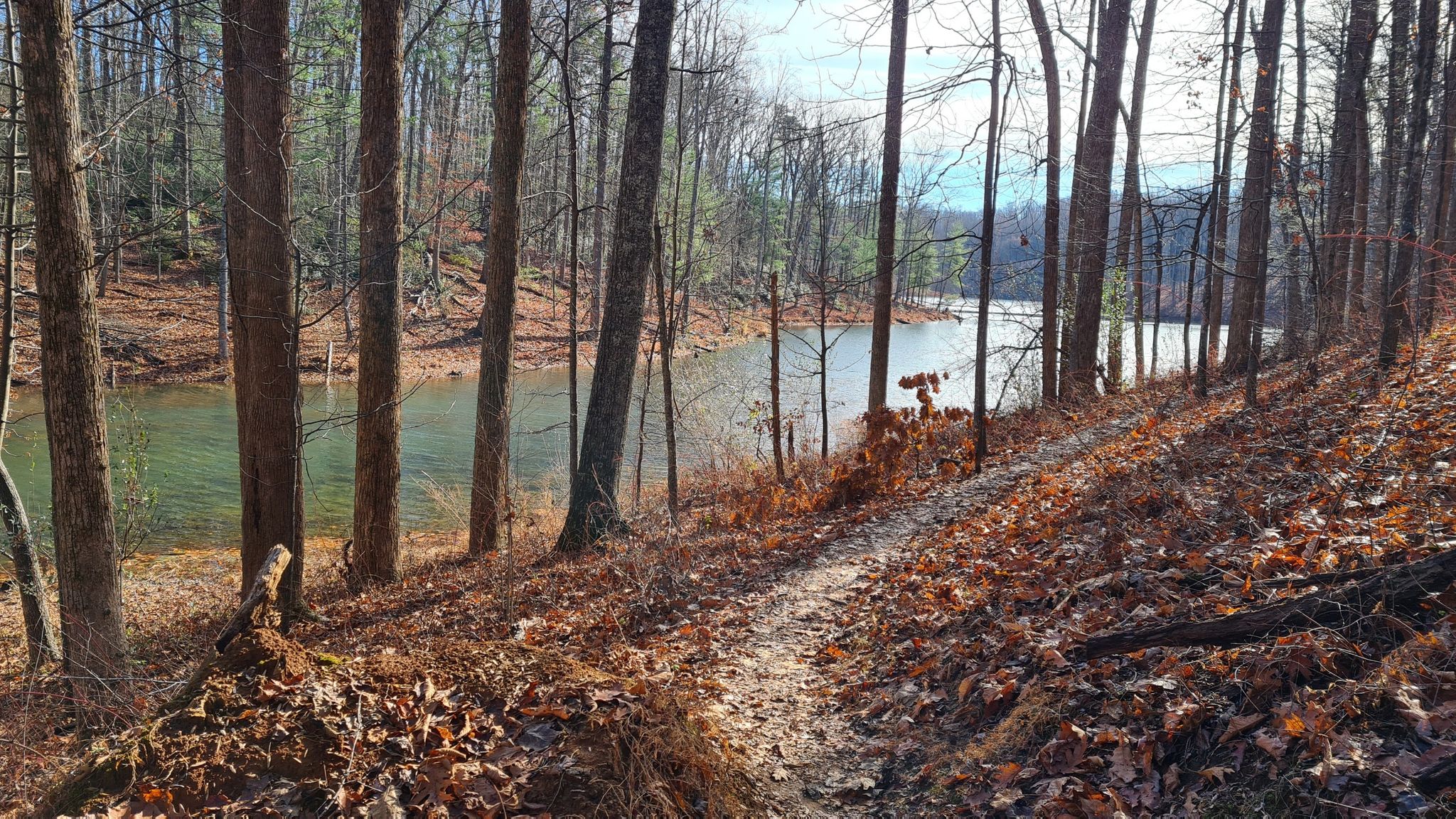 Forest path with fallen leaves beside a calm lake on a sunny day. - Ragged Mountain Lake Front Loop